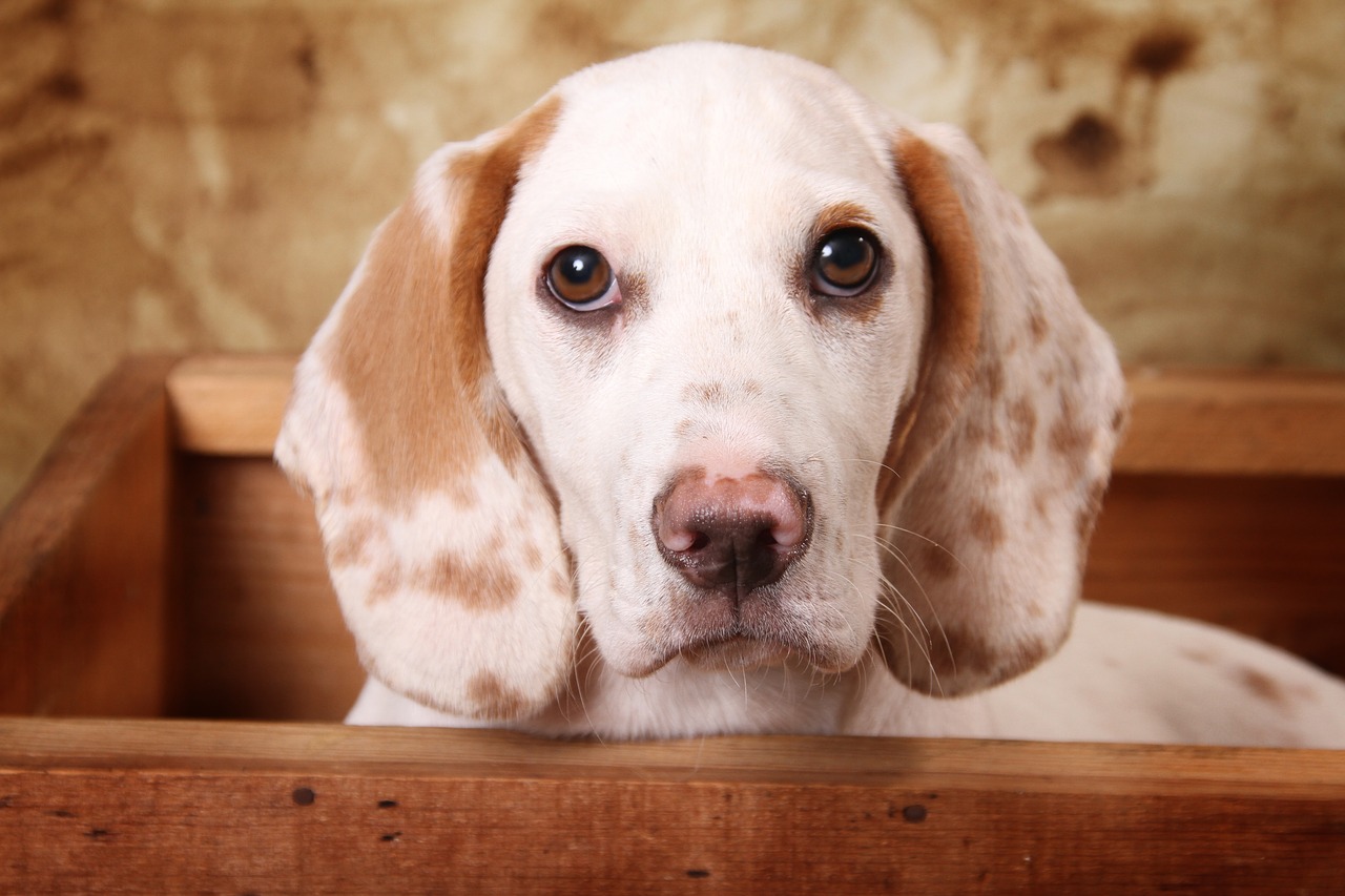 dog in a wooden box  dog  box free photo