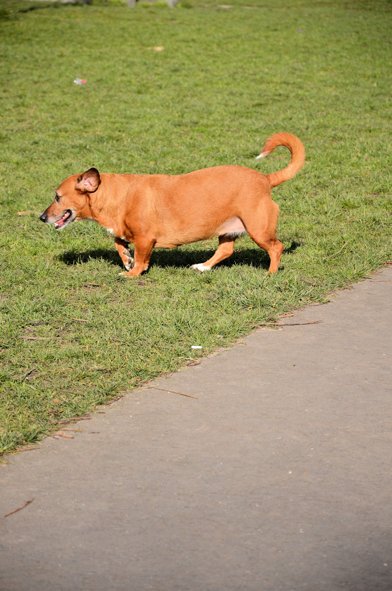 dog animal park free photo