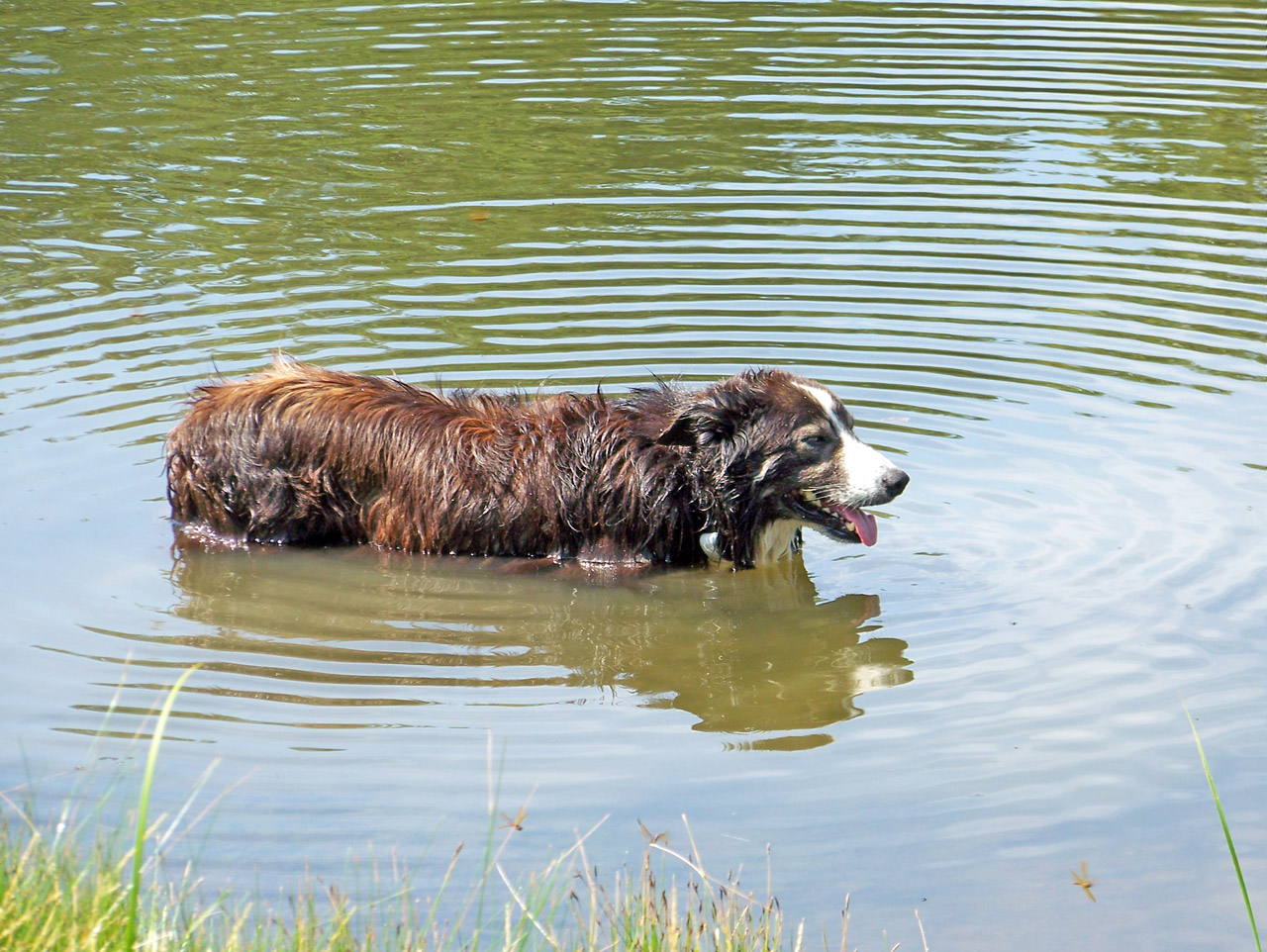 dog pond hot free photo