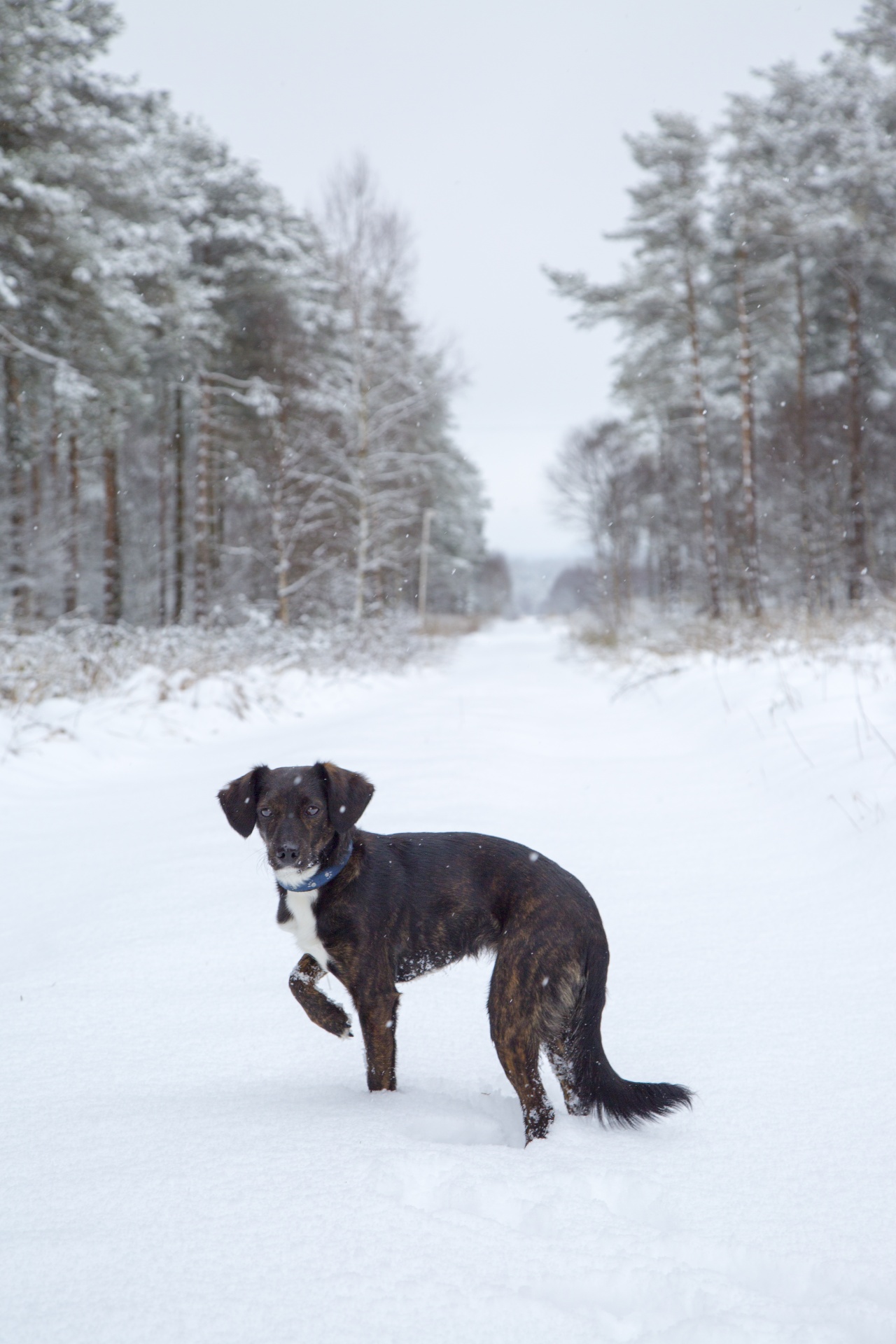 dog snow female free photo