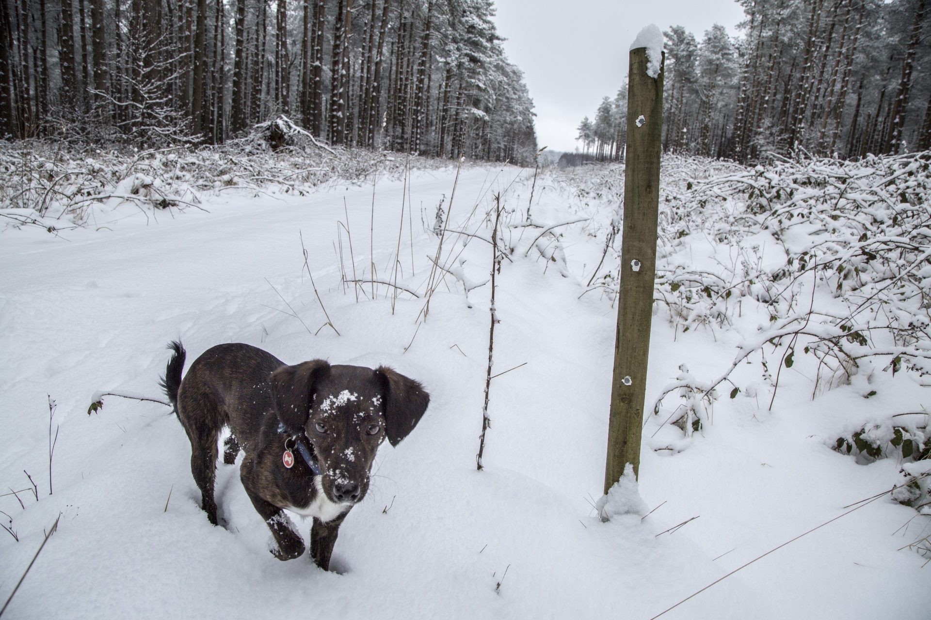 dog snow female free photo