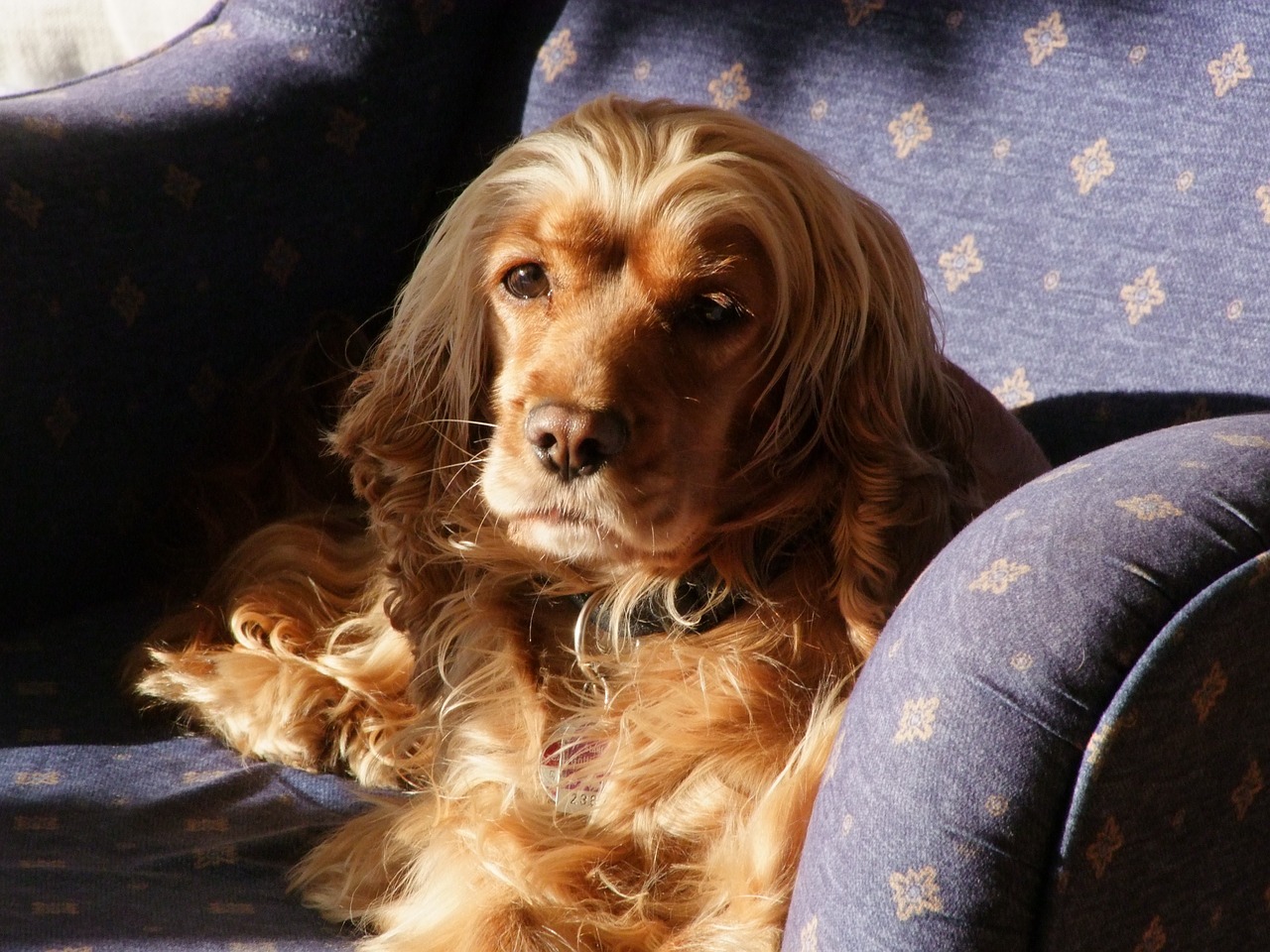 dog in the armchair dog in the sunshine brown dog free photo