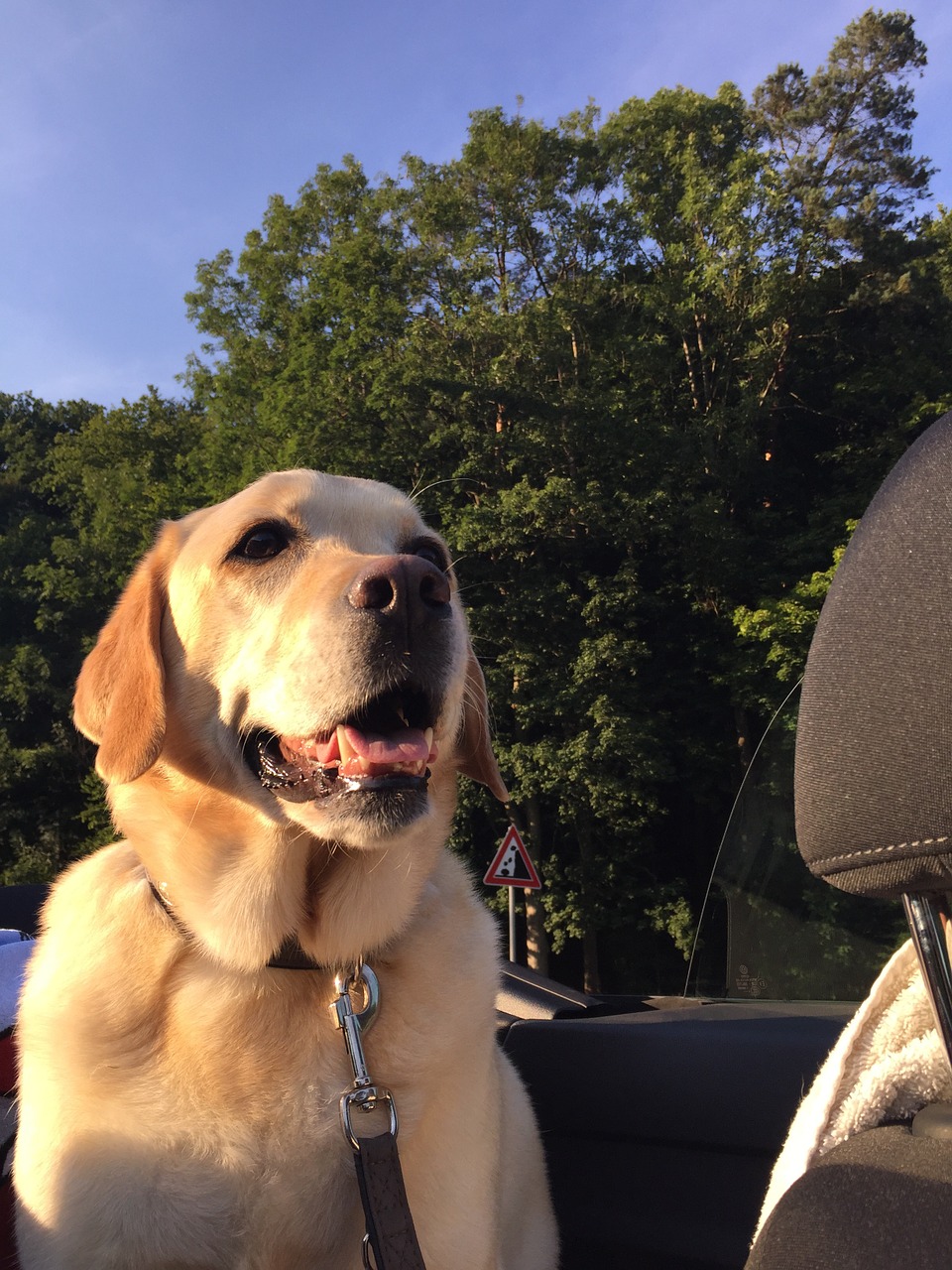dog in the car laughing labrador free photo