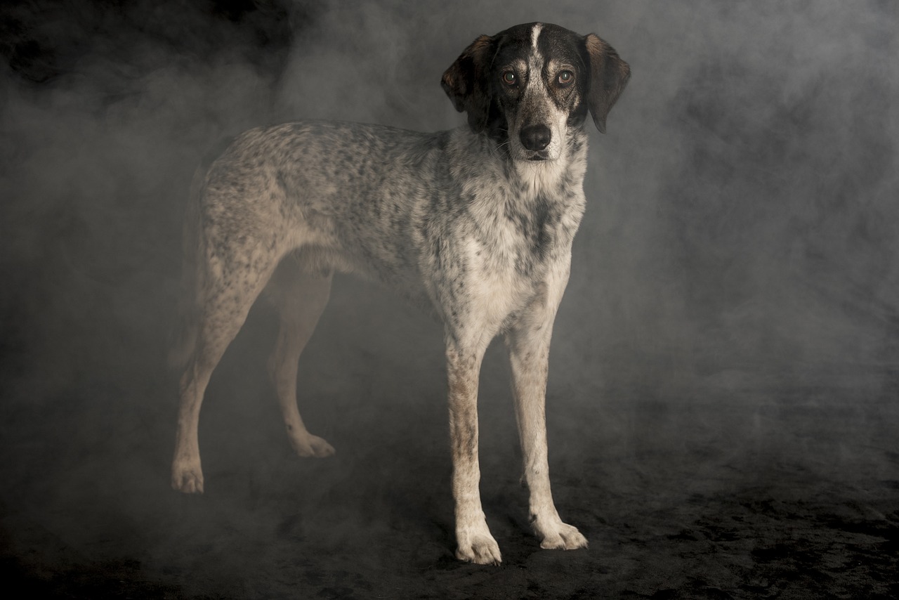 dog in the fog  hunting dog  nebelmaschine free photo