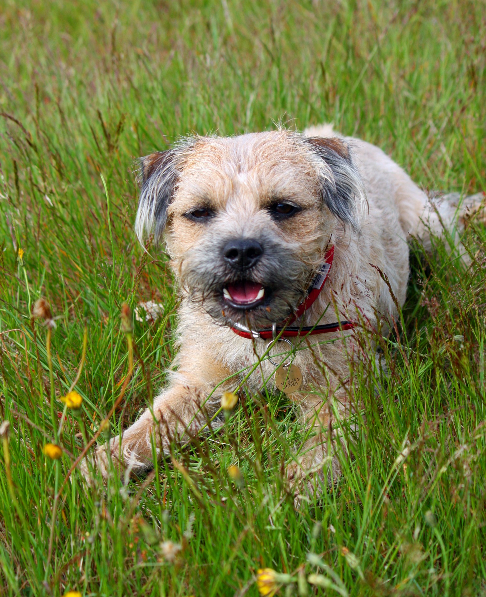 dog border terrier terrier free photo