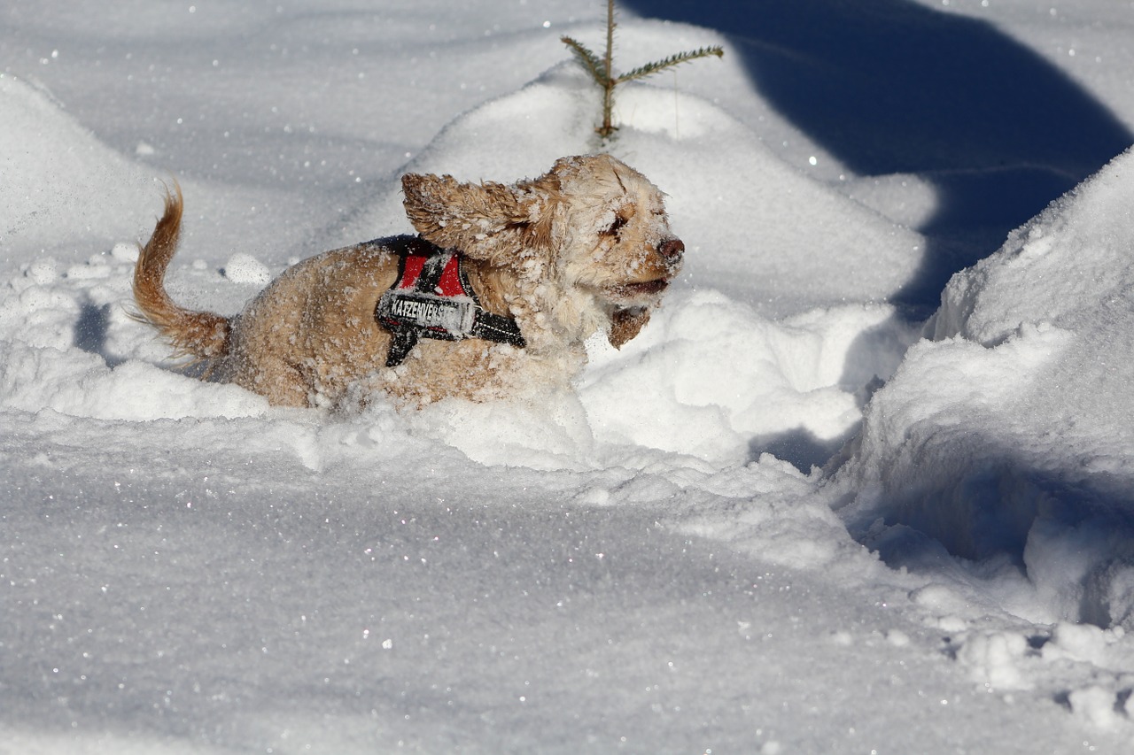 dog in the snow cocker spaniel winter free photo