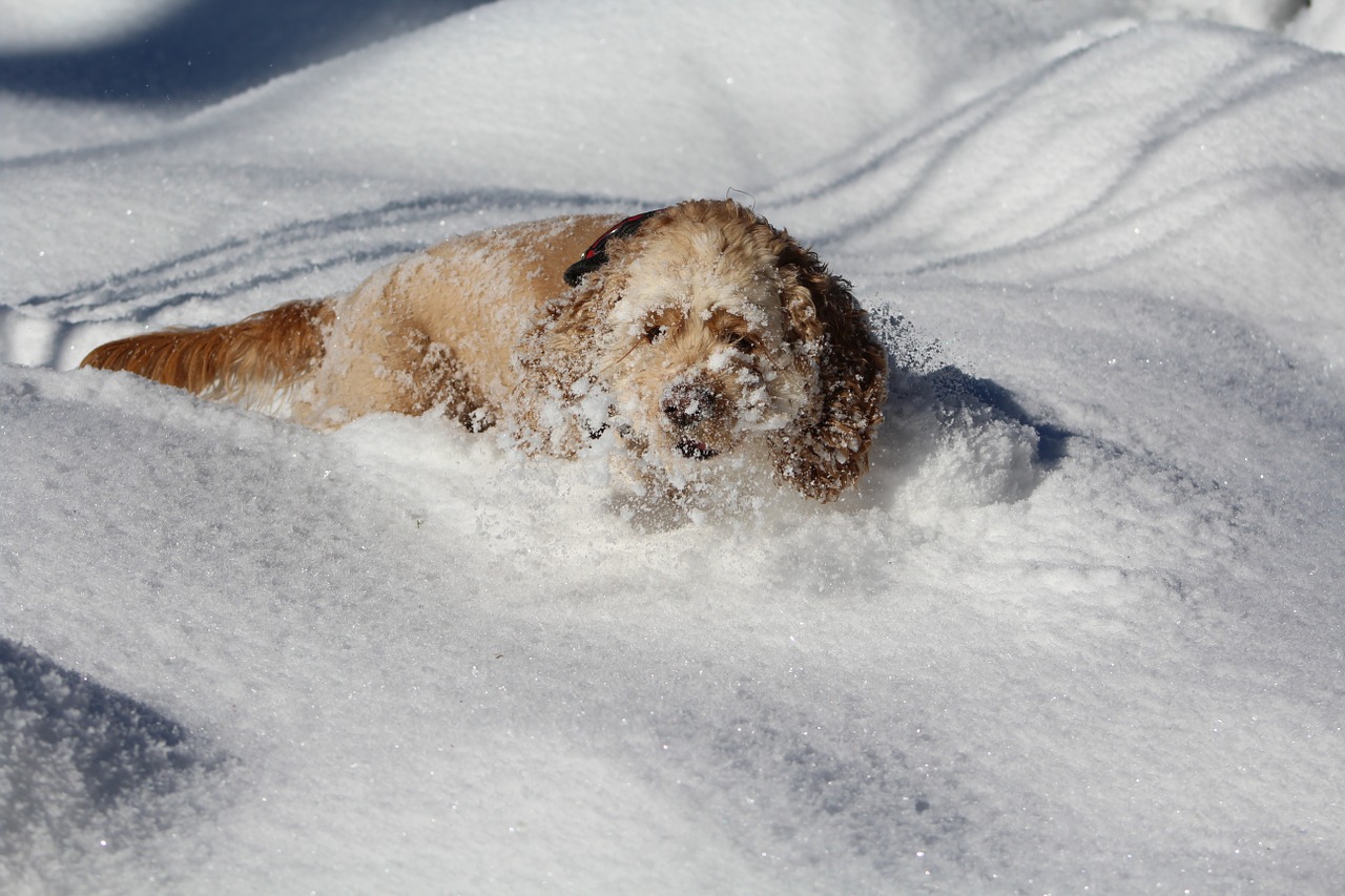 dog in the snow cocker spaniel winter free photo