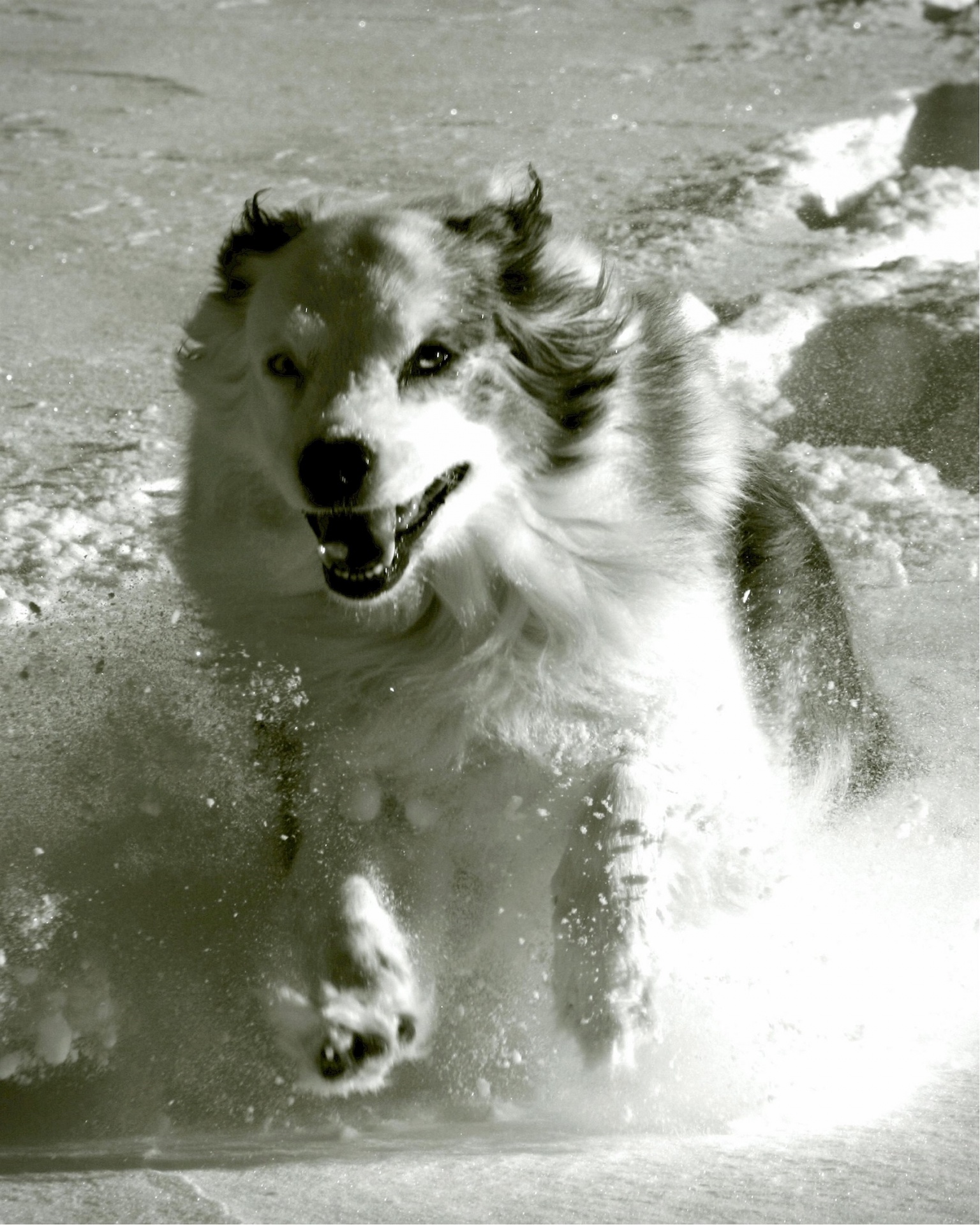 australian shepherd playing snow free photo