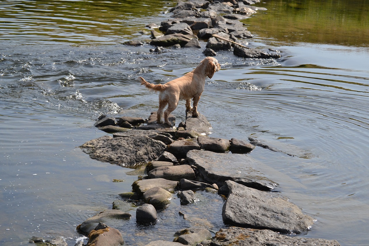 dog in the water refreshment wanderlust free photo