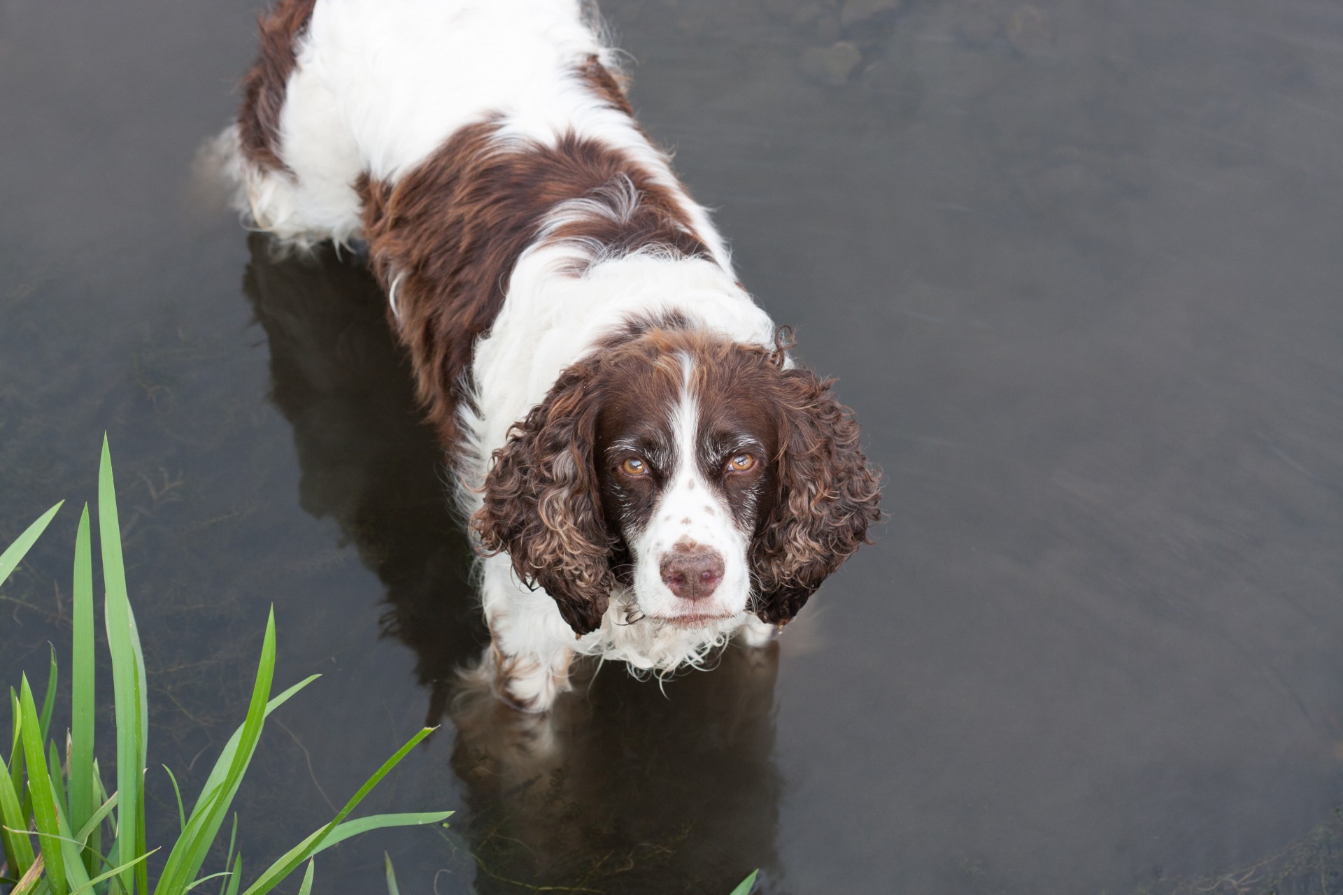 dog spaniel springer free photo