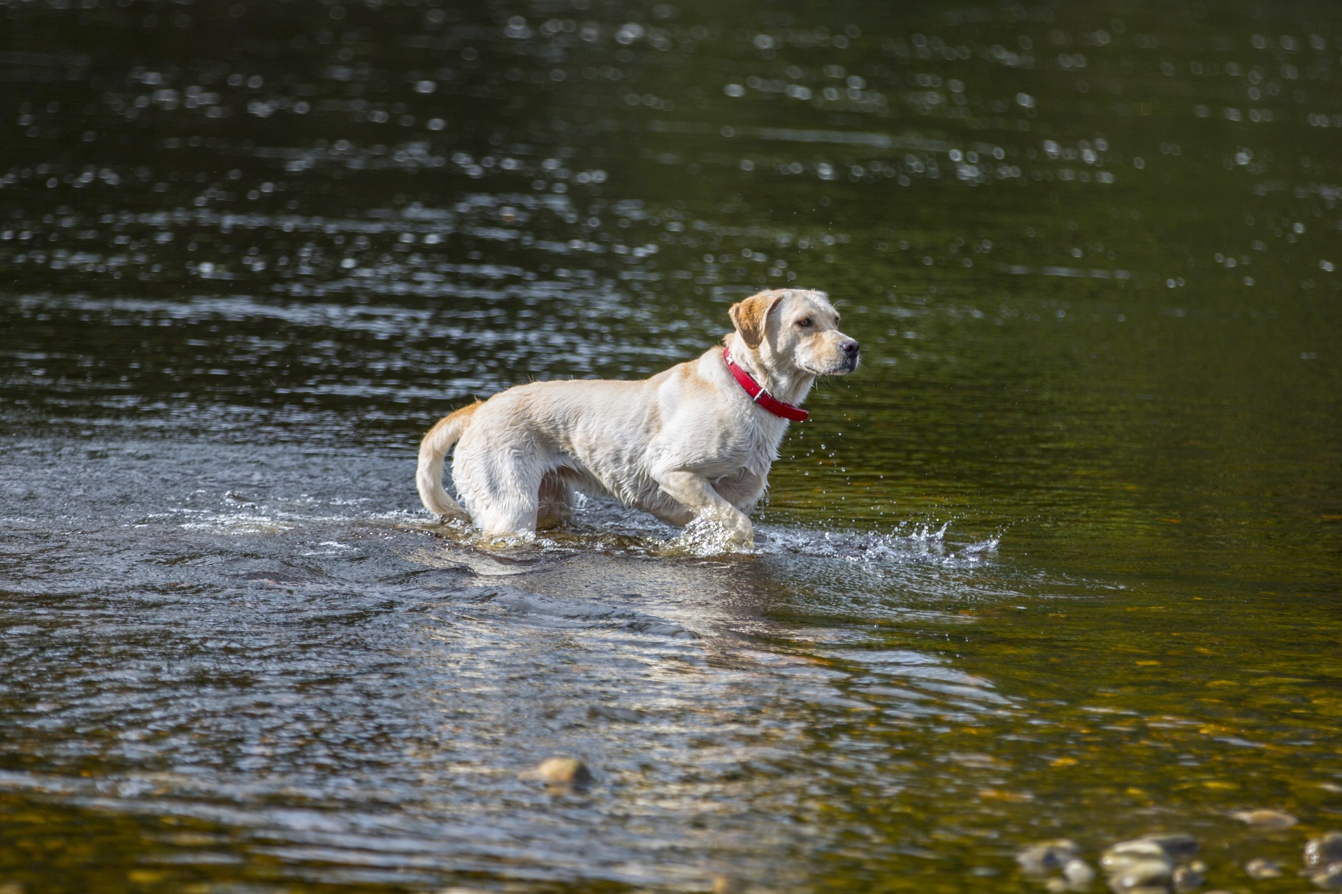 dog water river free photo