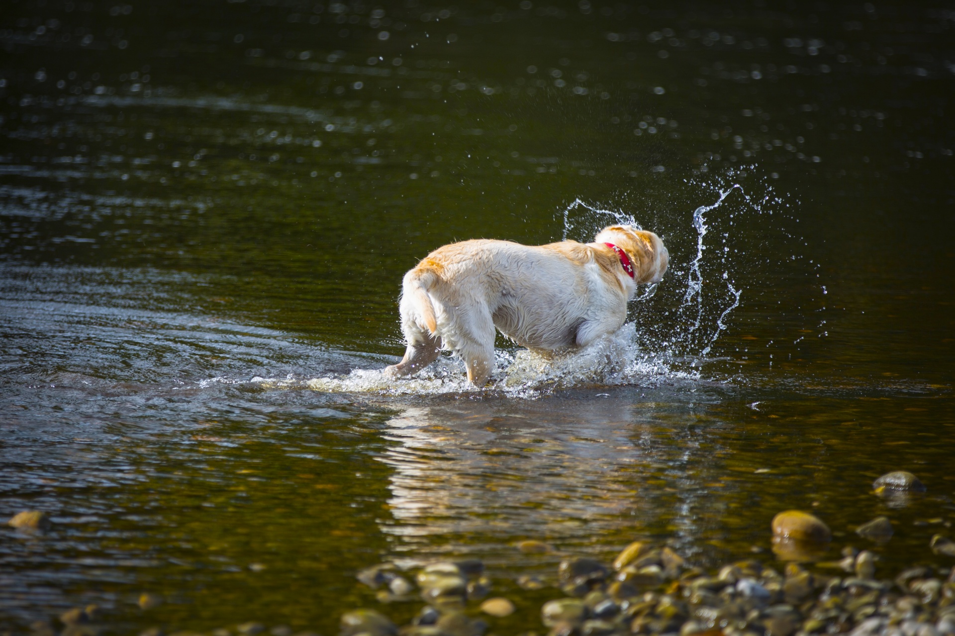 dog water river free photo