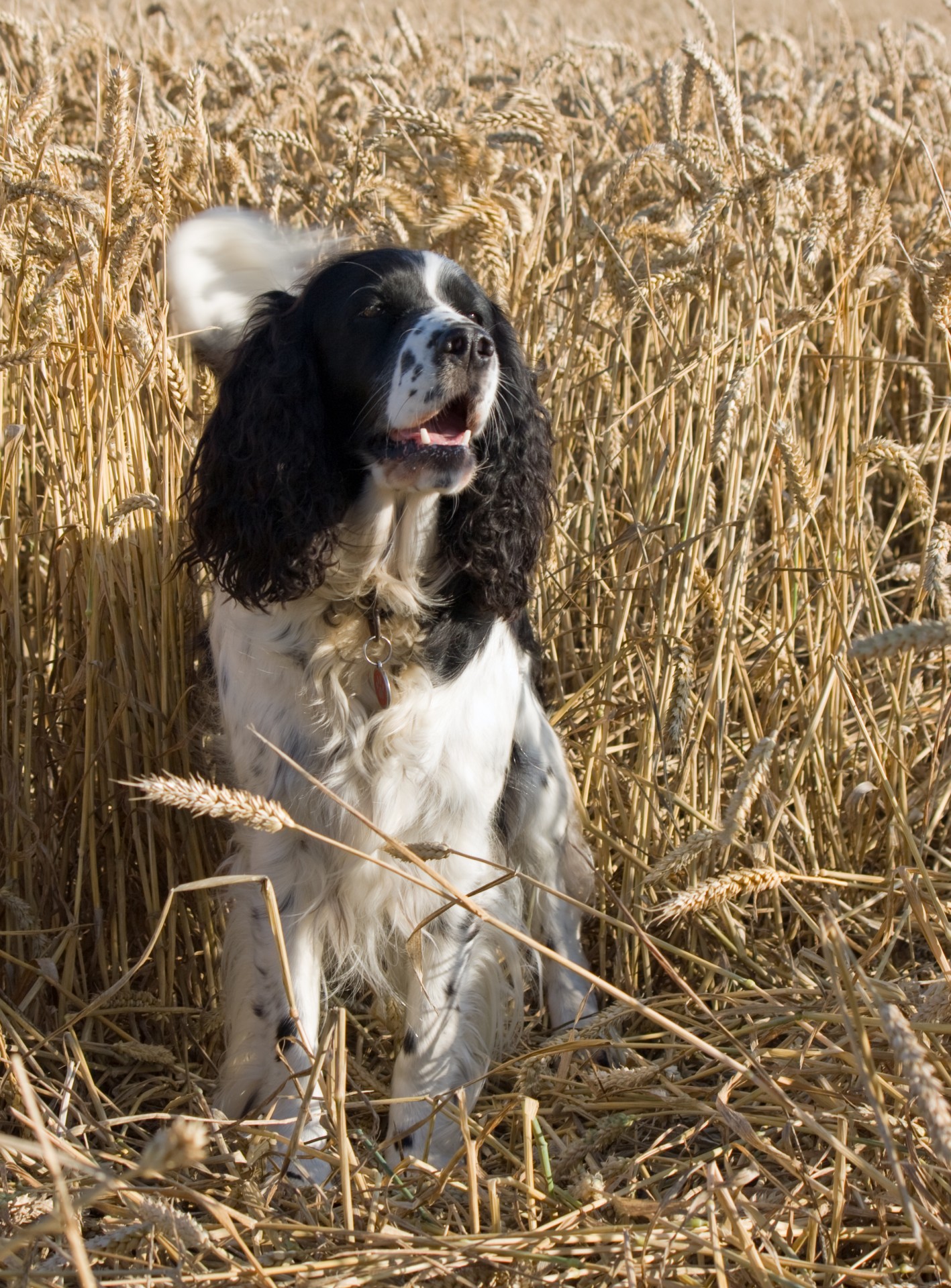 dog springer spaniel free photo