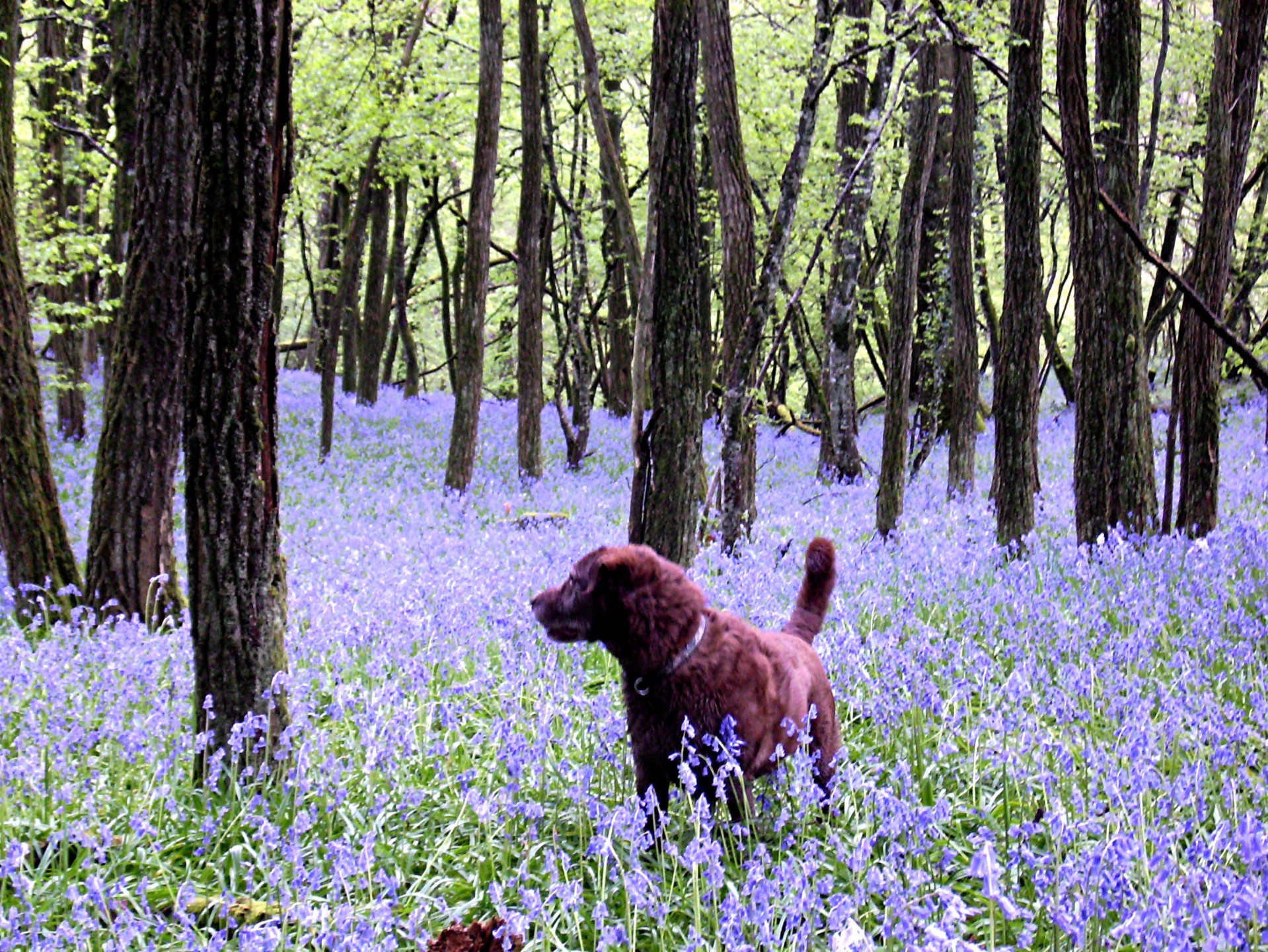 dog woods bluebells free photo