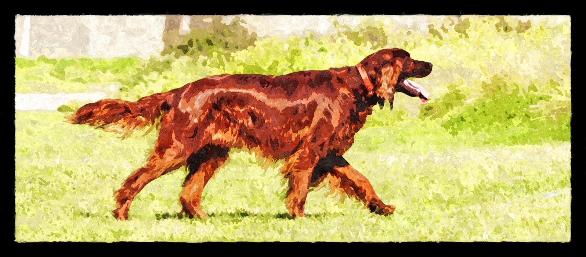 dog irish setter red setter free photo