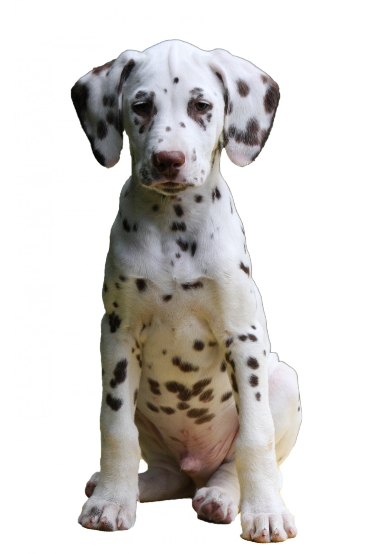 dog dalmatian puppy free photo