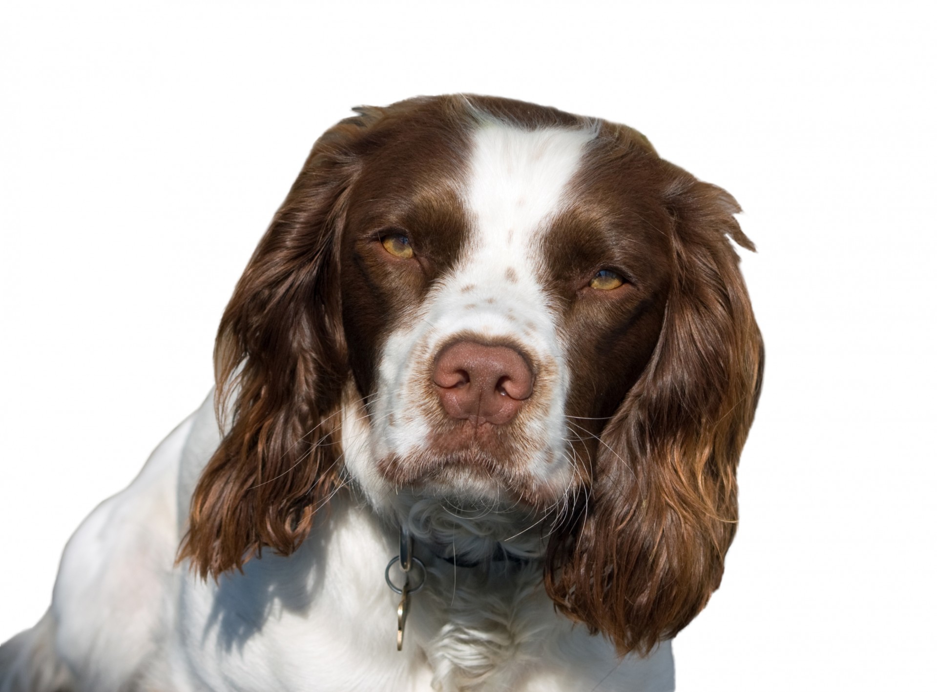 dog english springer spaniel springer free photo