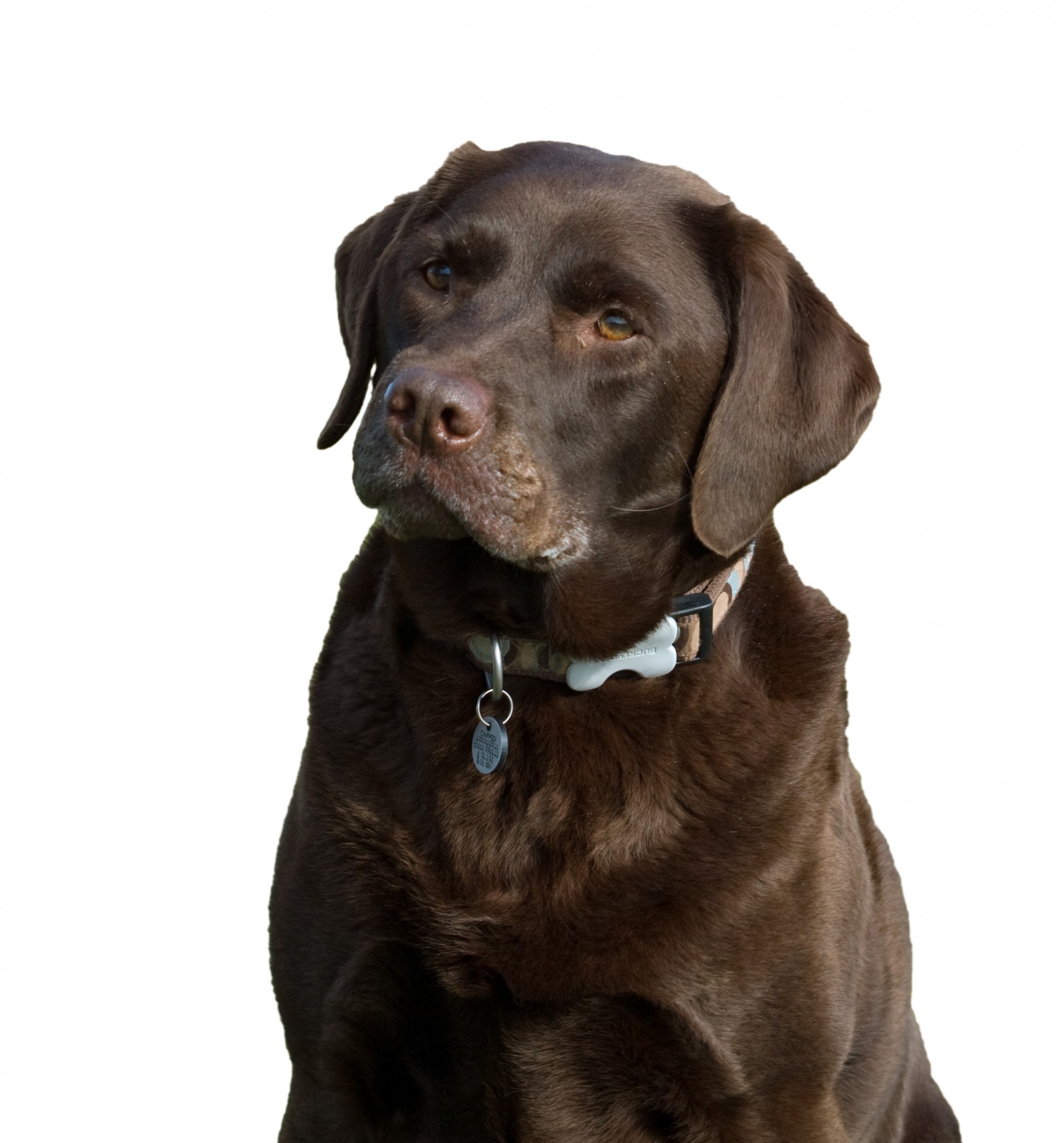 Download free photo of Dog,labrador,chocolate,brown,isolated - from needpix.com