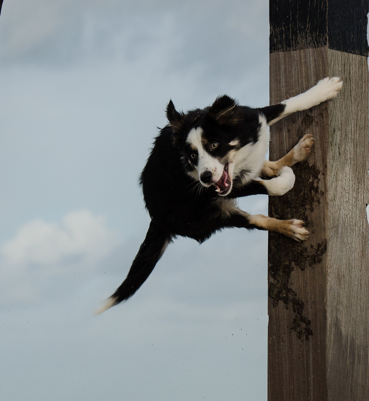 dog jumps on pole jumping dog funny charisma free photo