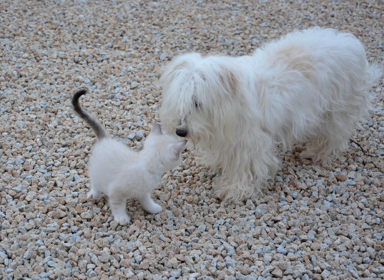 Download free photo of Dog kitten,meeting,animals,domestic animal,complicity  - from 