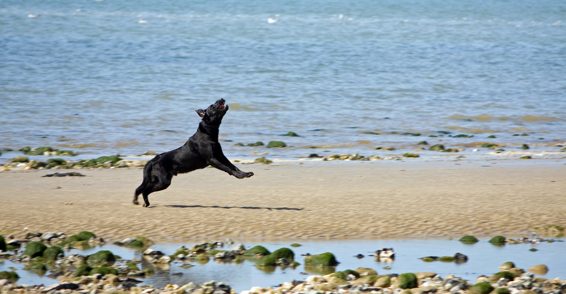 dog leaping beach free photo