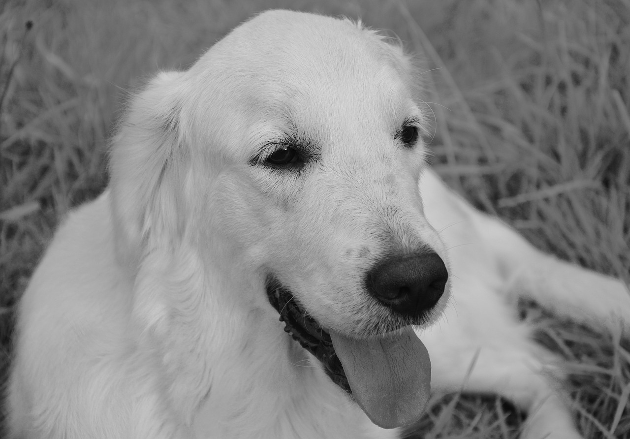 dog lie golden retriever domestic animal free photo