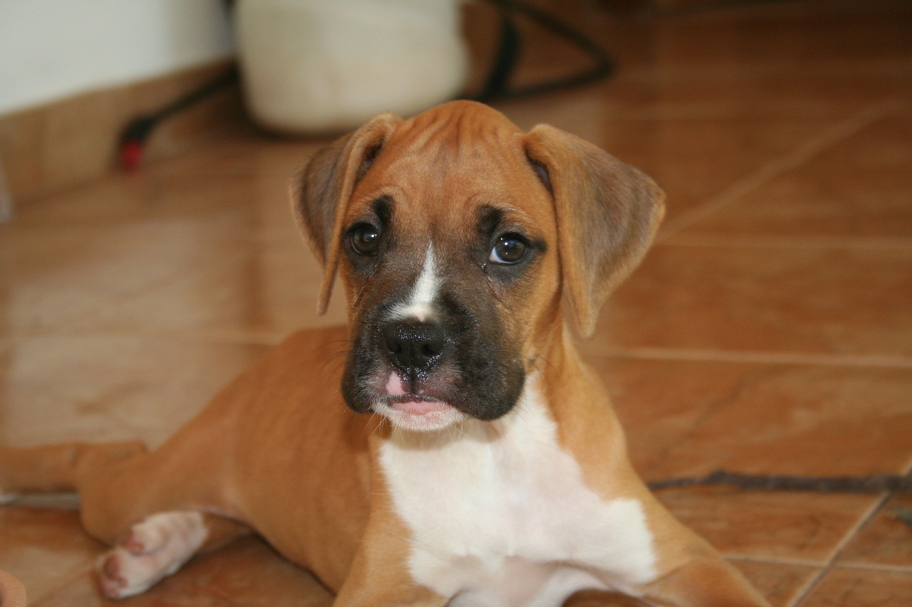 dog look boxer dog free photo