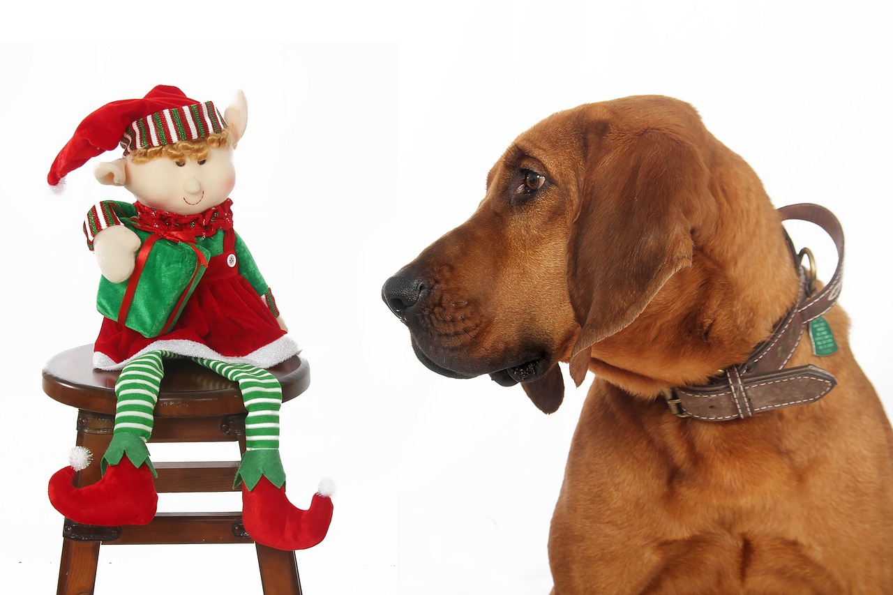 dog looking at elf  christmas  xmas free photo