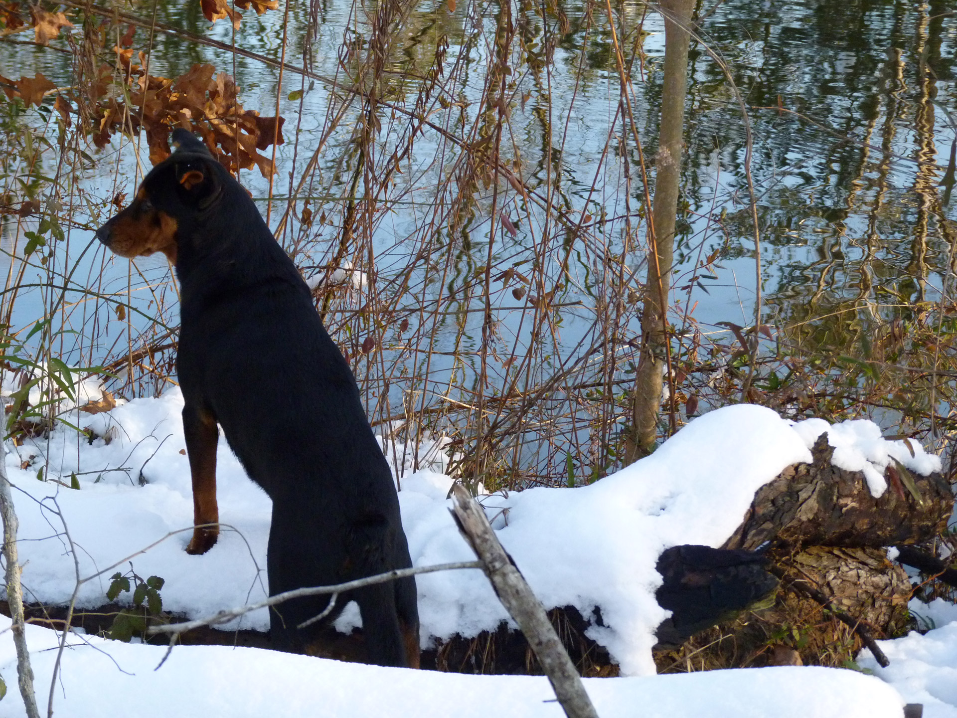 dog looking pond free photo