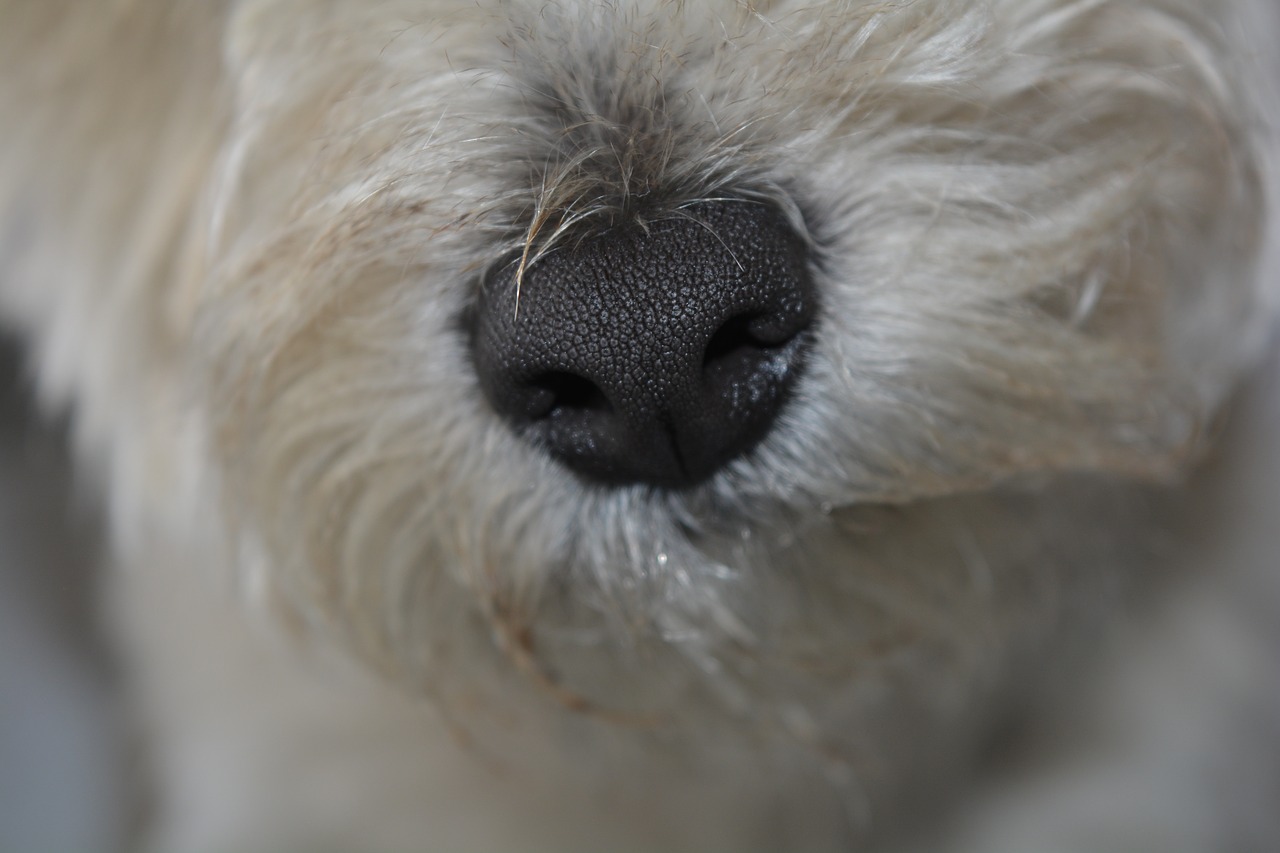 dog nose dogs nose nose free photo