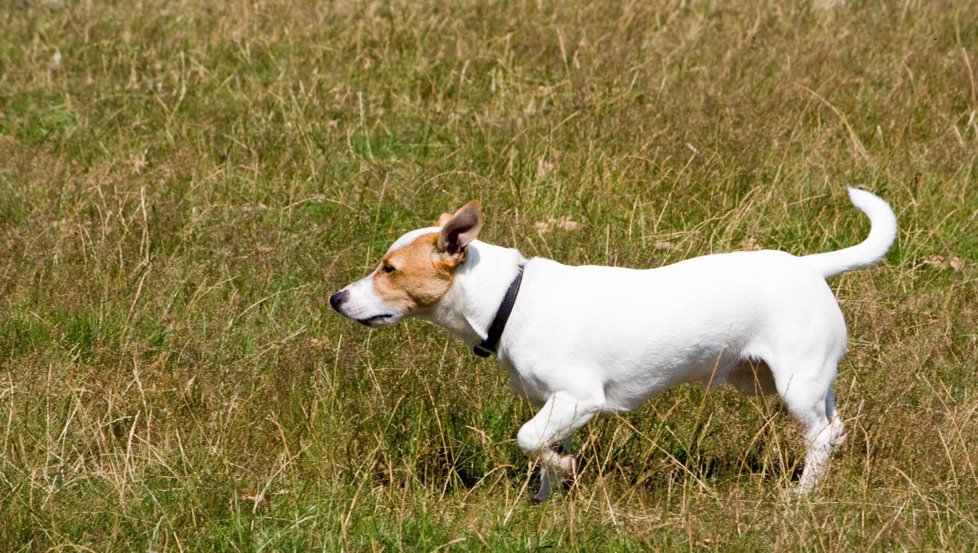 dog jack russell jack russell terrier free photo