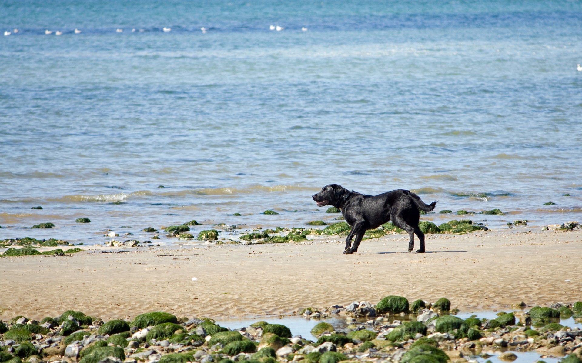 dog beach labrador free photo