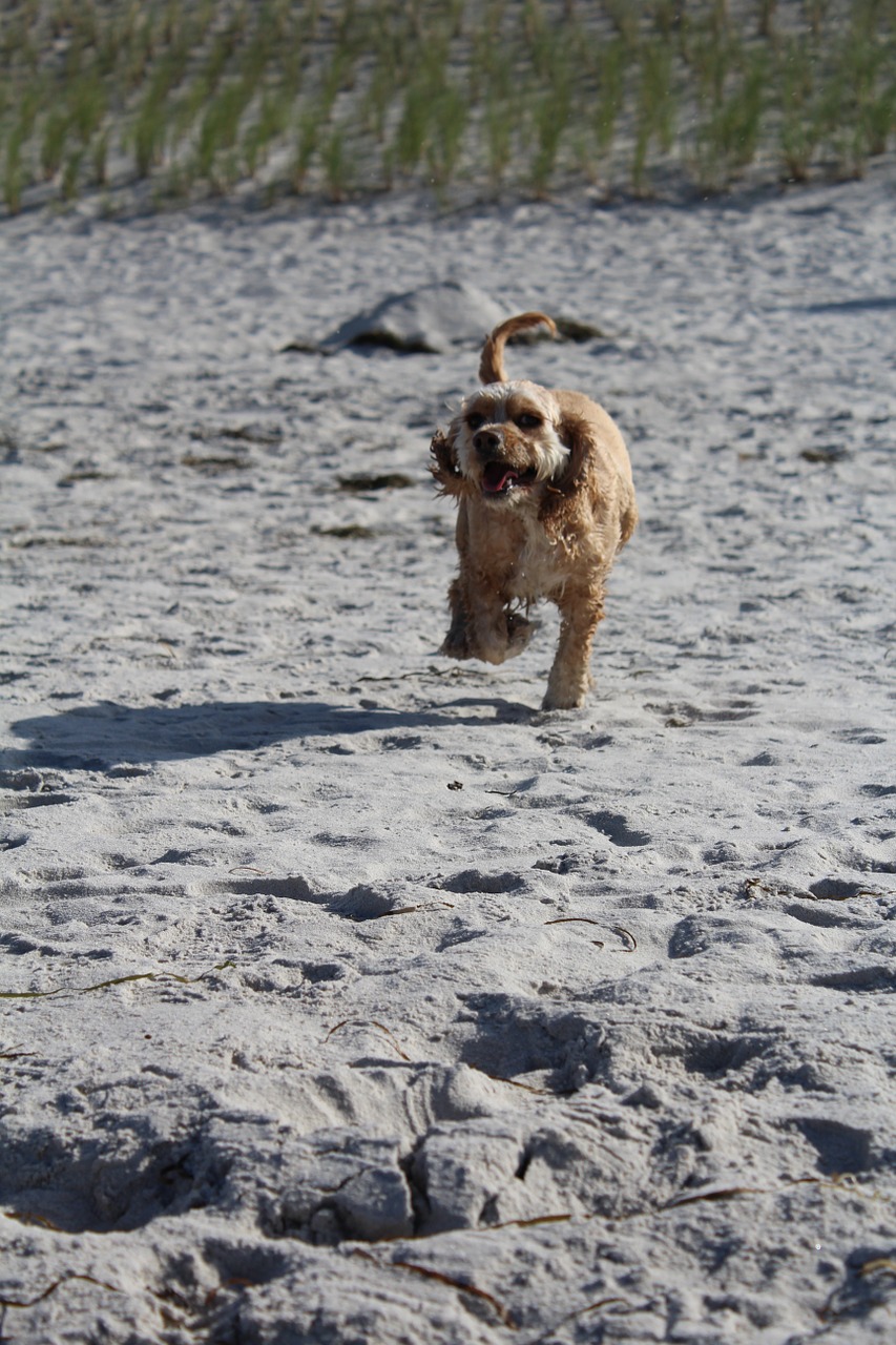 dog on beach play fun free photo