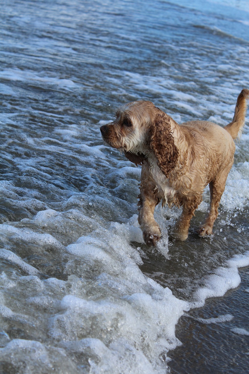 dog on beach play fun free photo