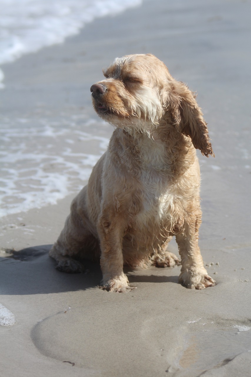 dog on beach play fun free photo