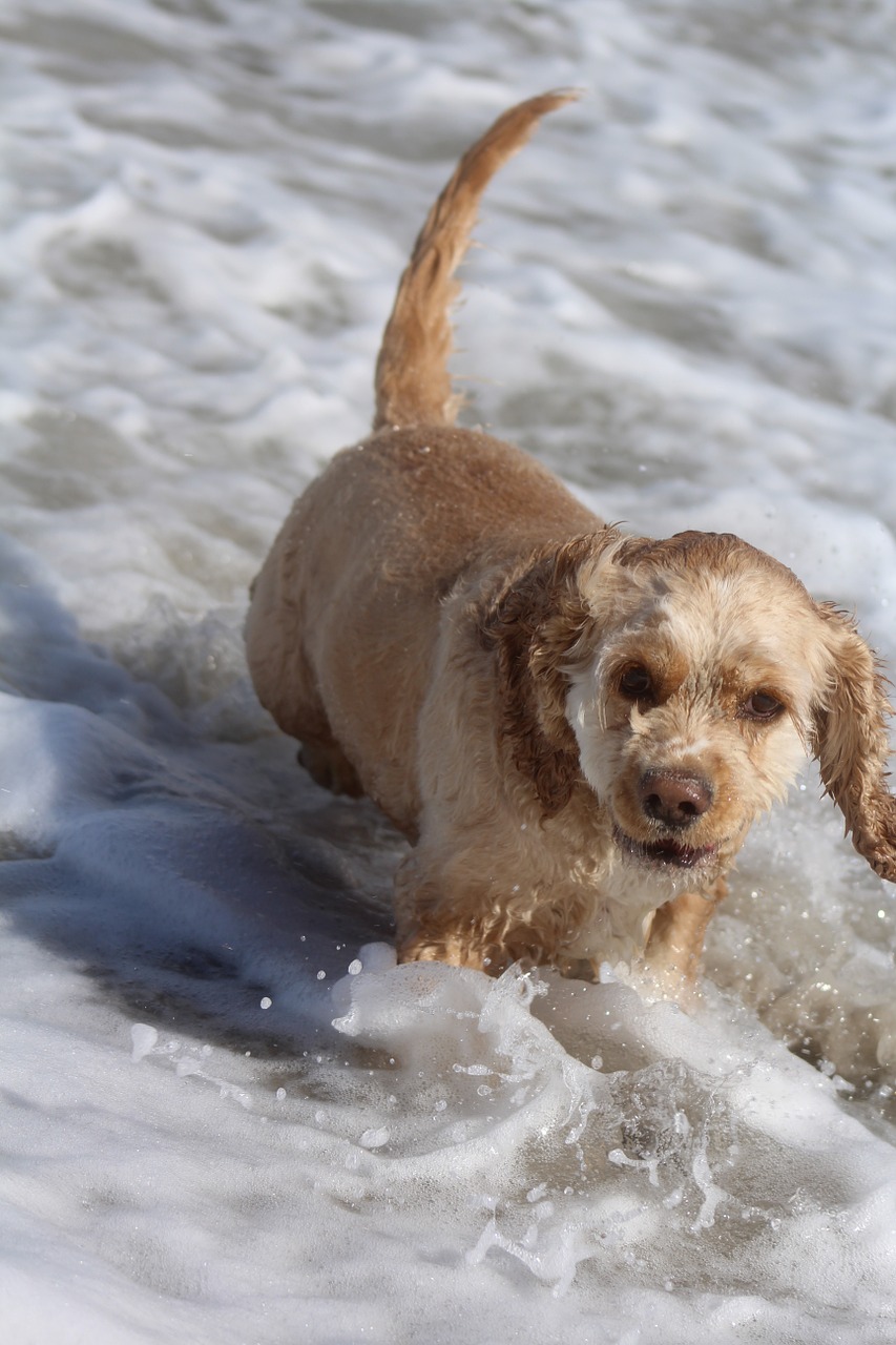 dog on beach play fun free photo