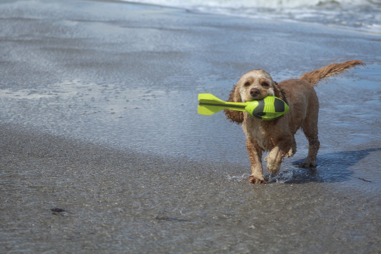 dog on beach play fun free photo