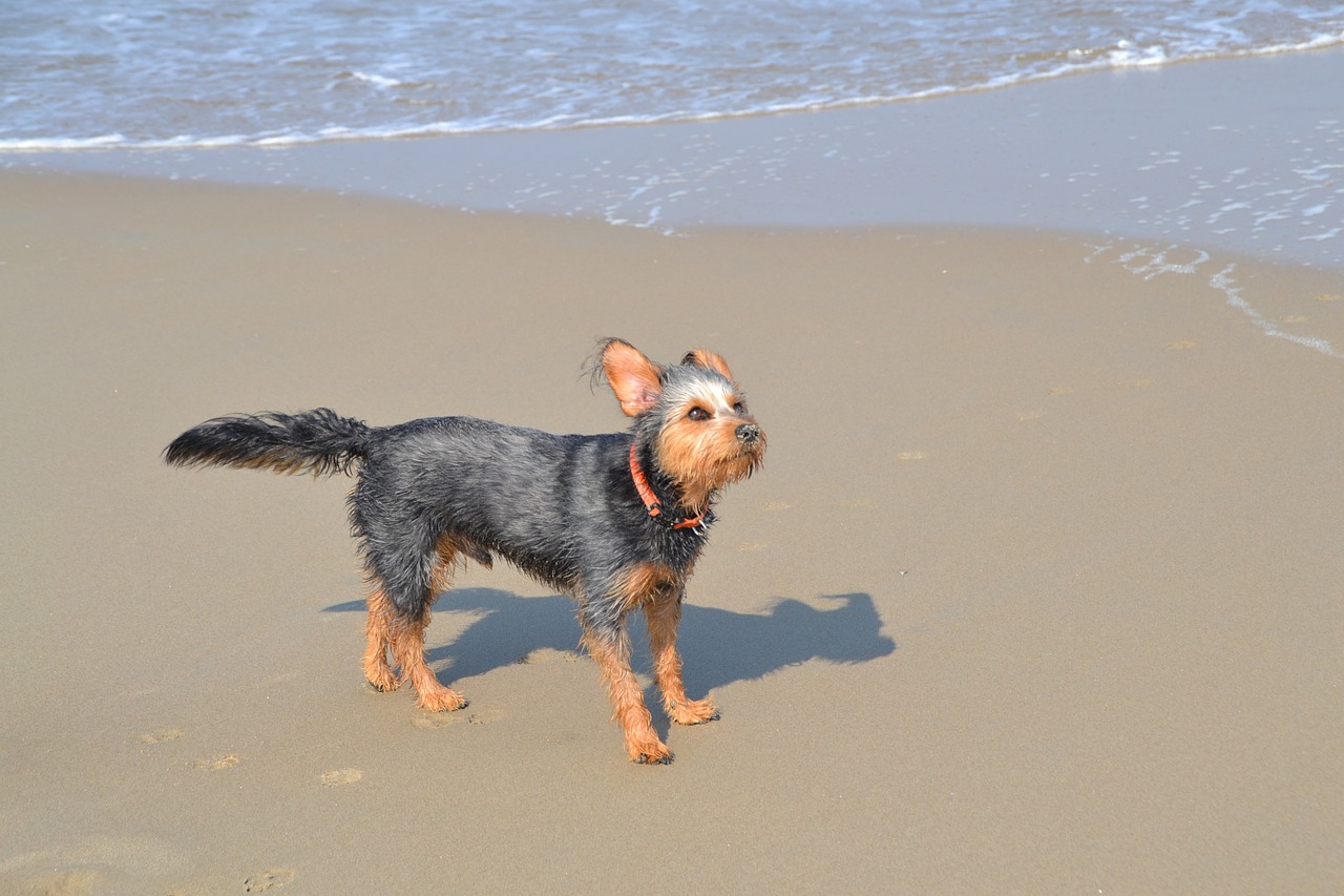 dog on beach mongrel dachshund yorkshire terrier free photo