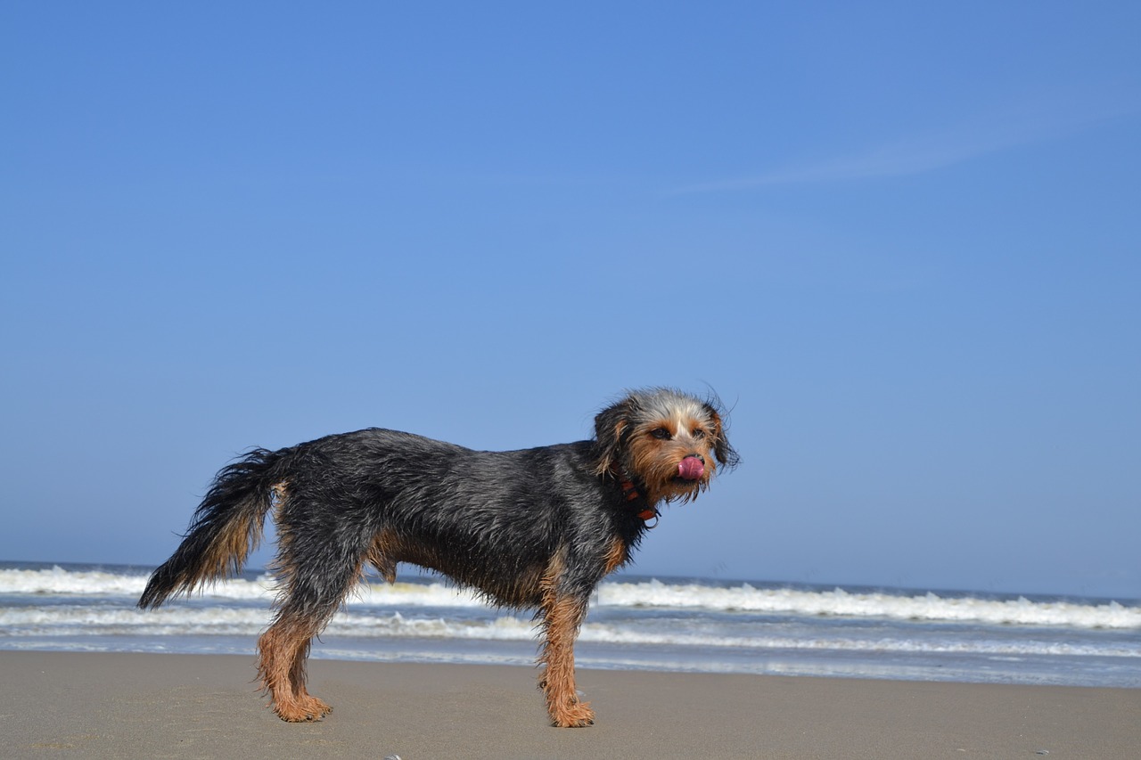 dog on beach wiener yorkshire terrier free photo