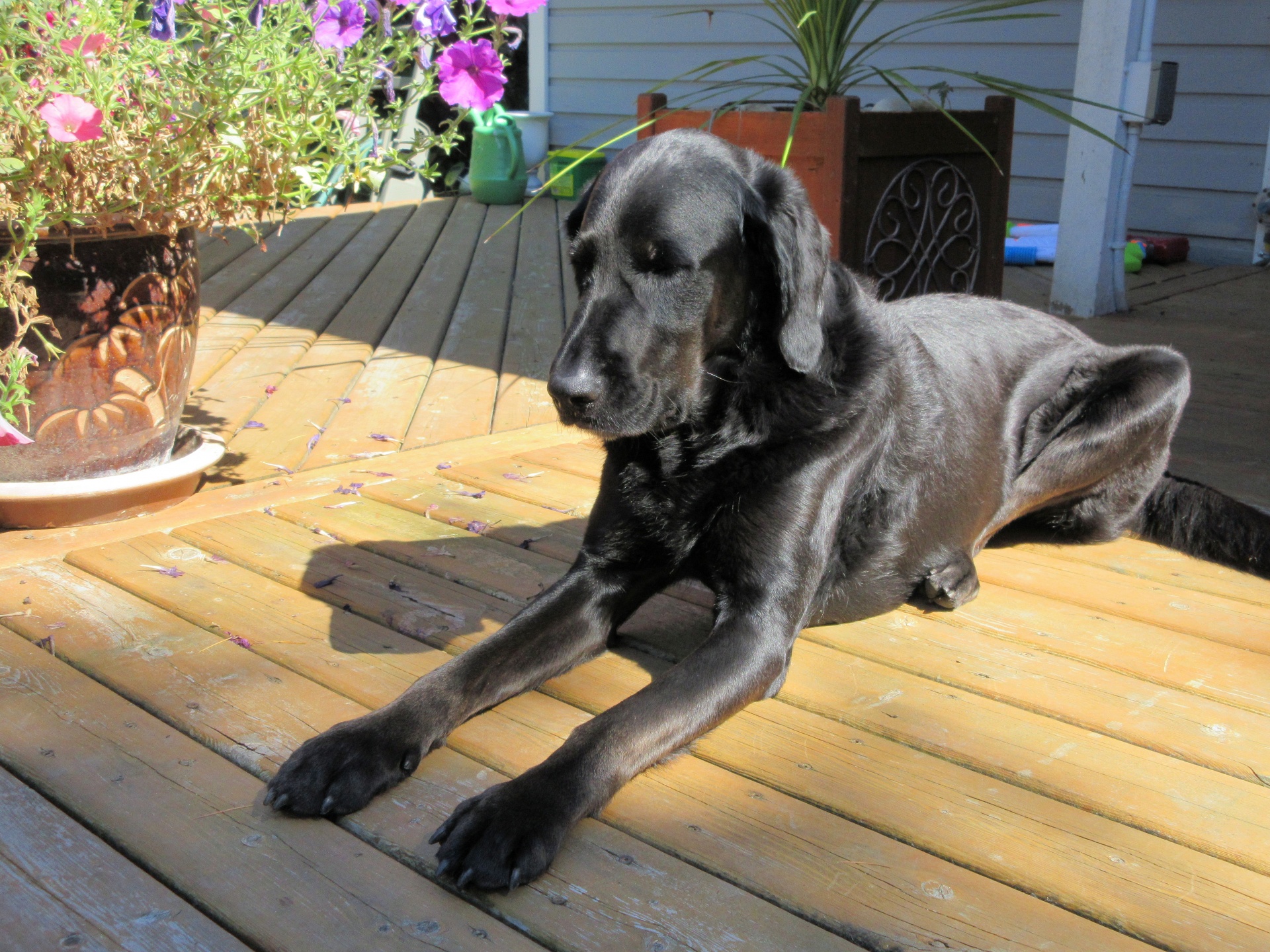 dog resting deck free photo