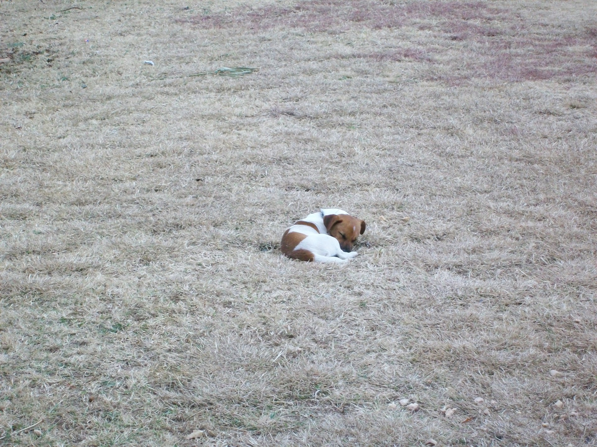 dog dry grass free photo