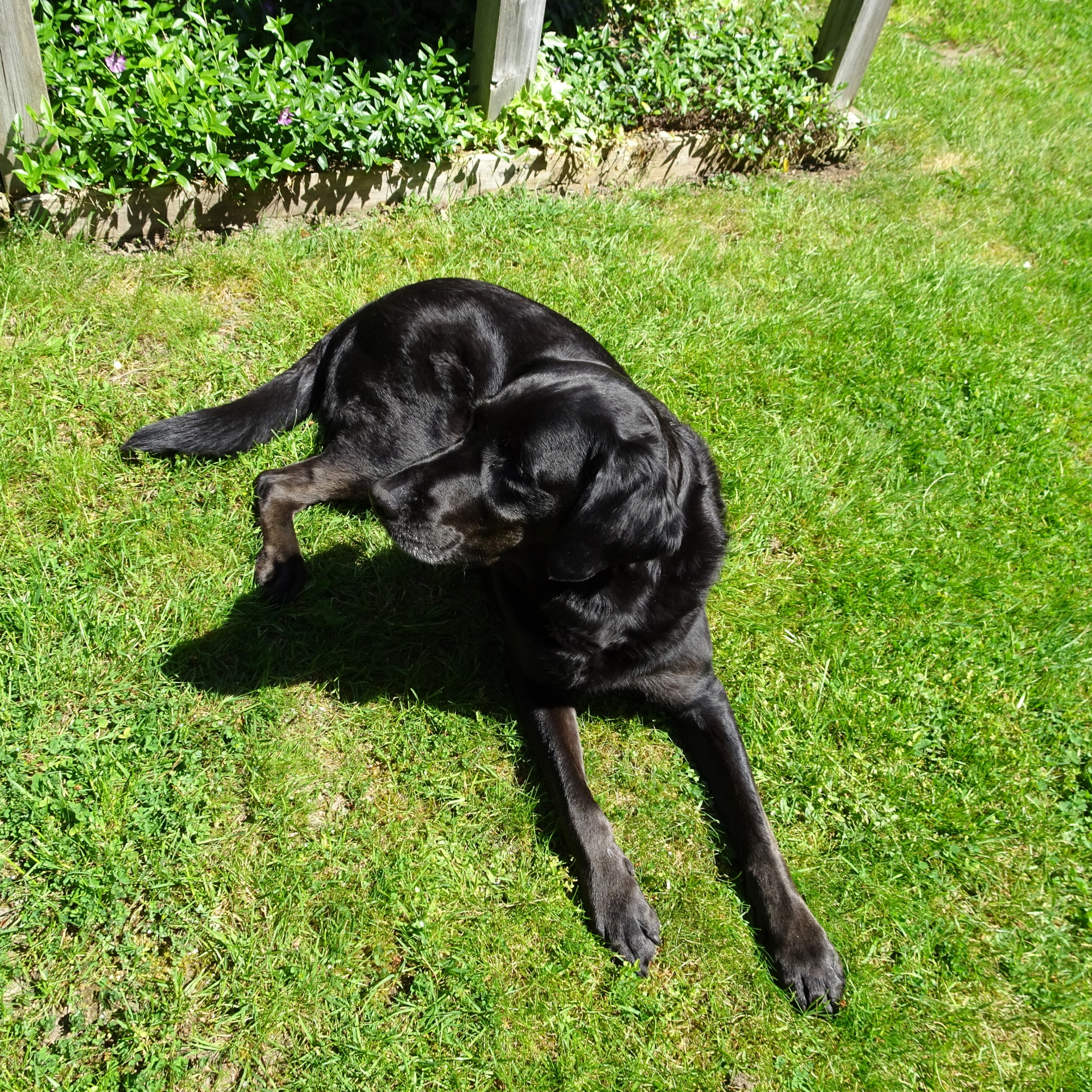 black dog resting free photo