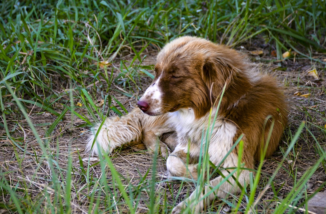 dog on grass  dog  grass free photo