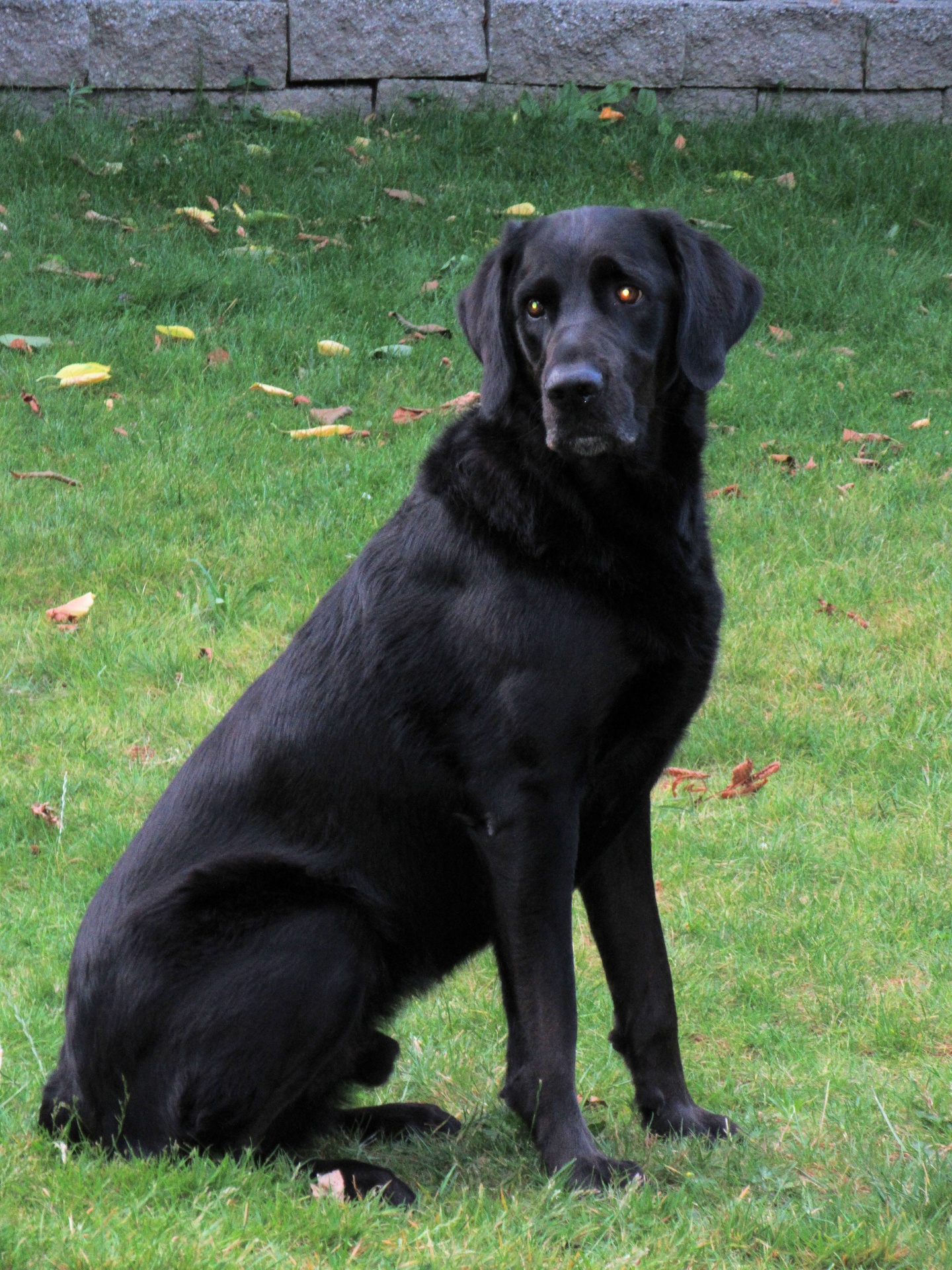 black dog sitting free photo