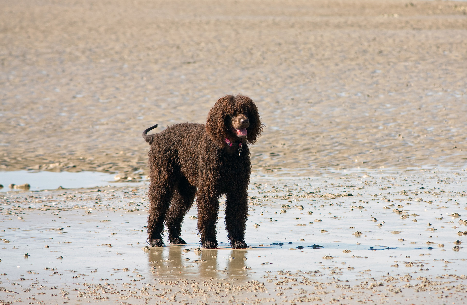 dog labradoodle brown free photo