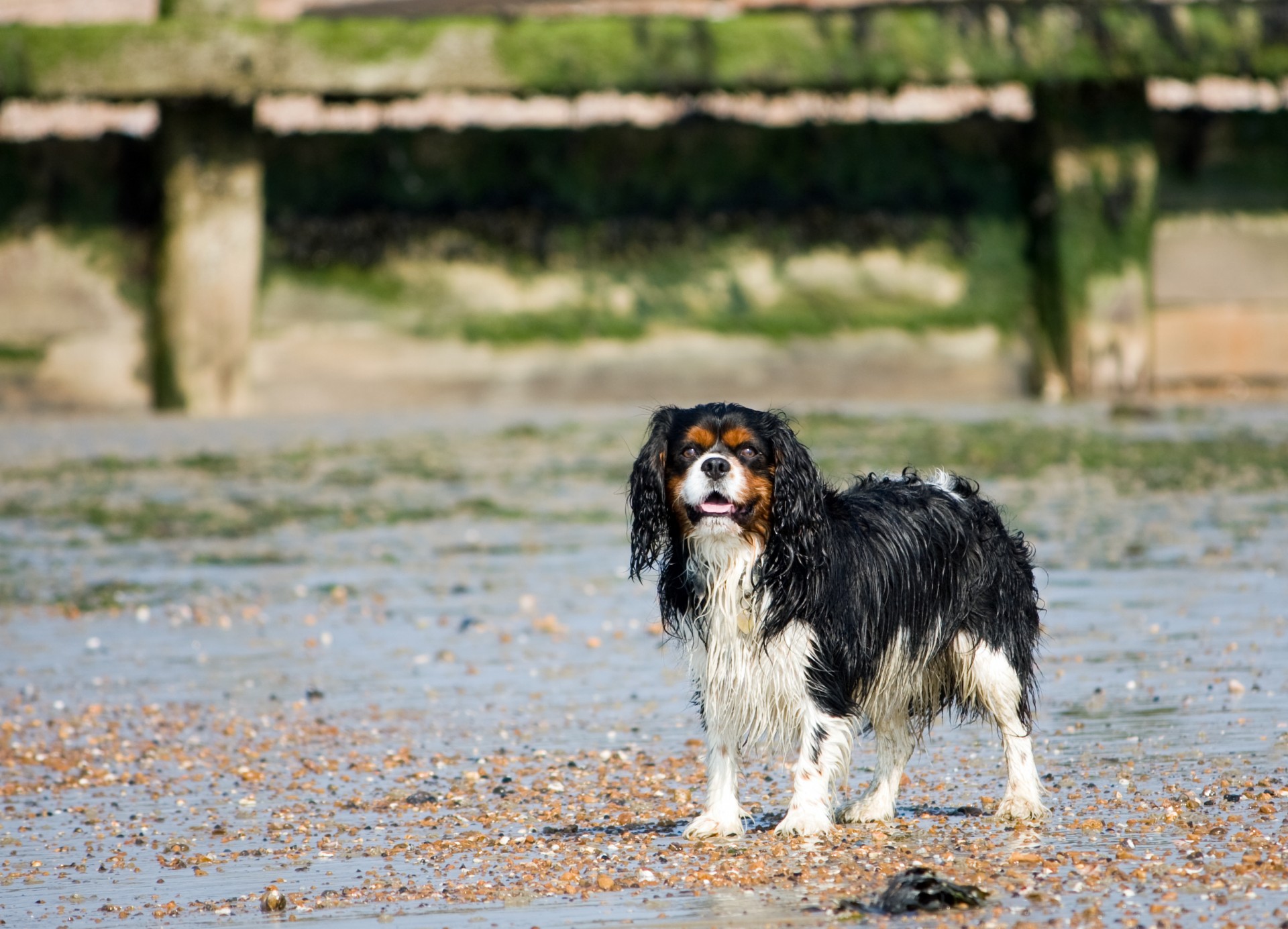dog beach seaside free photo