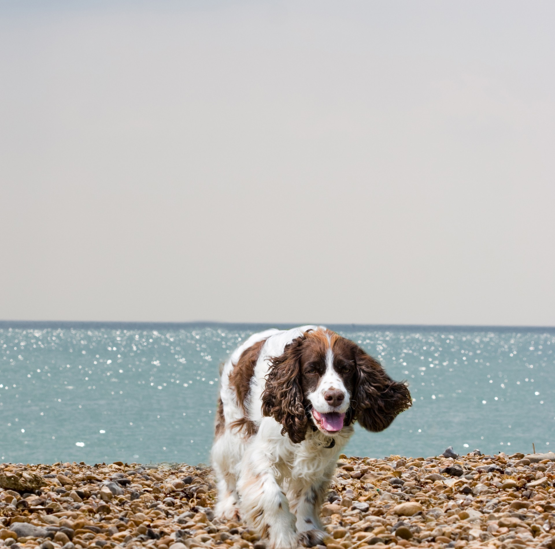 dog english springer spaniel springer spaniel free photo