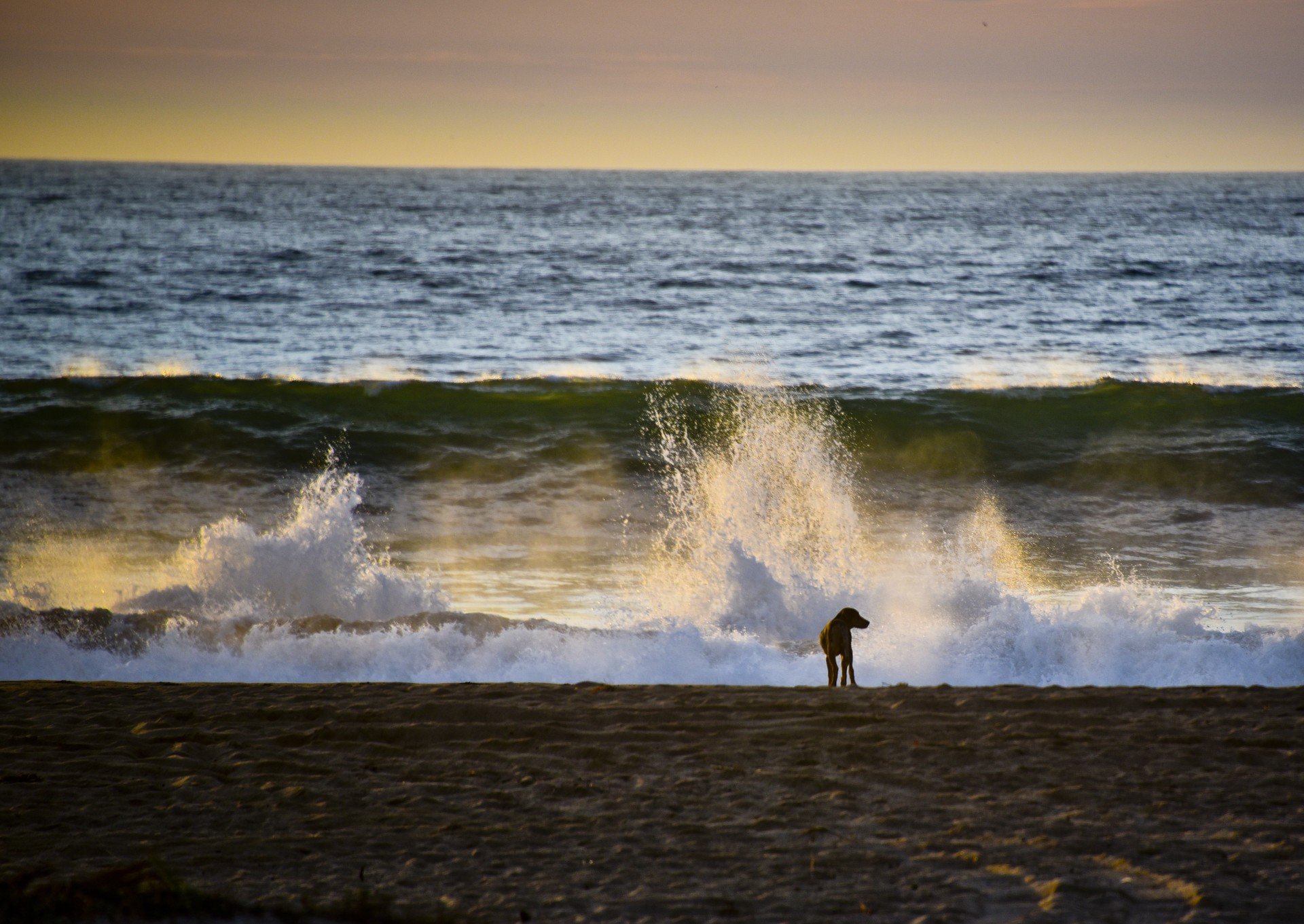 dog beach waves free photo