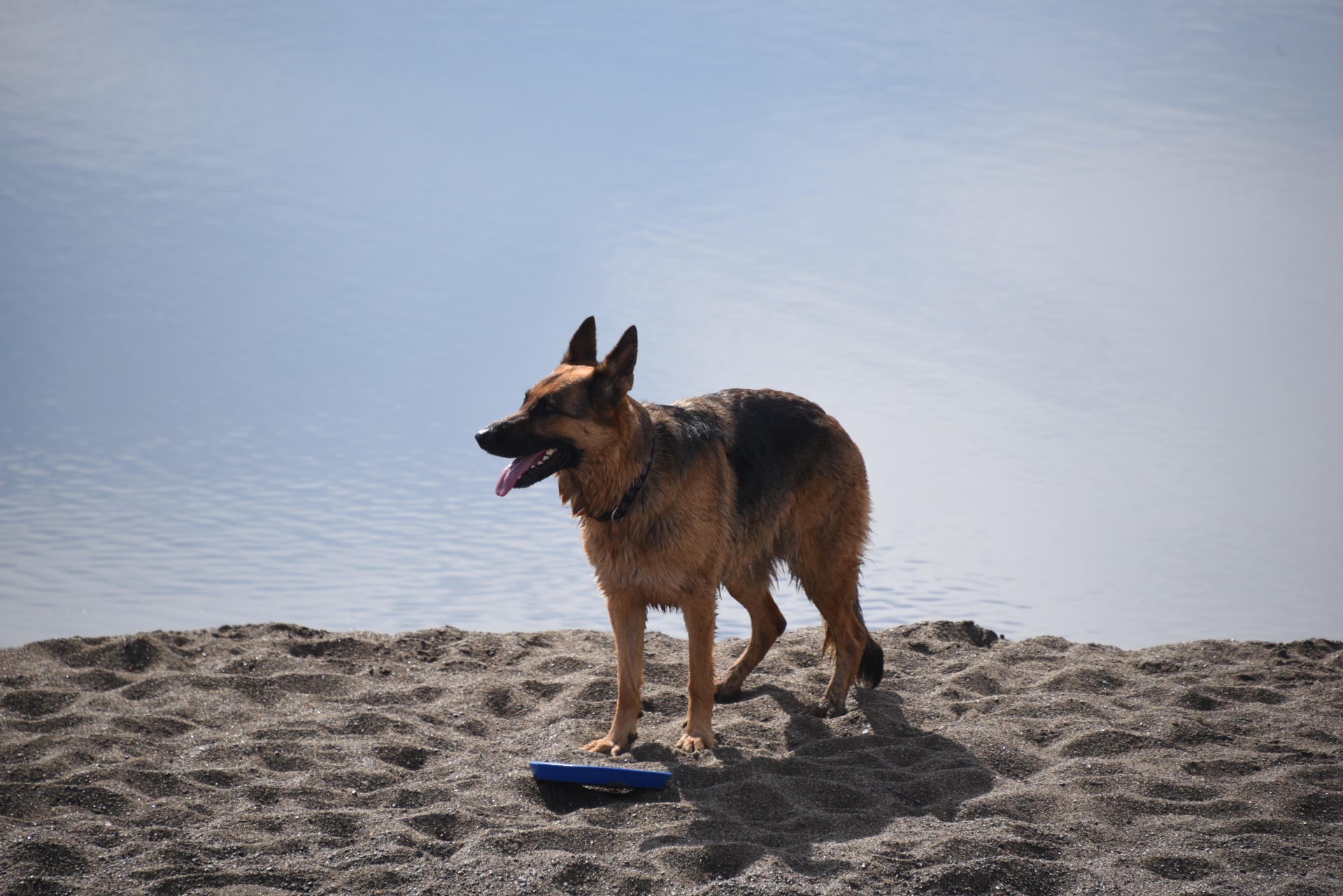 dog german shepard disk free photo