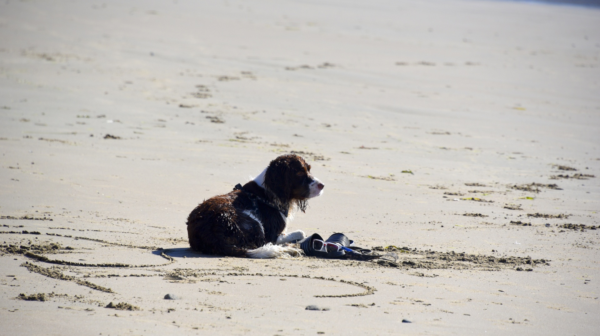 dog spaniel wet free photo